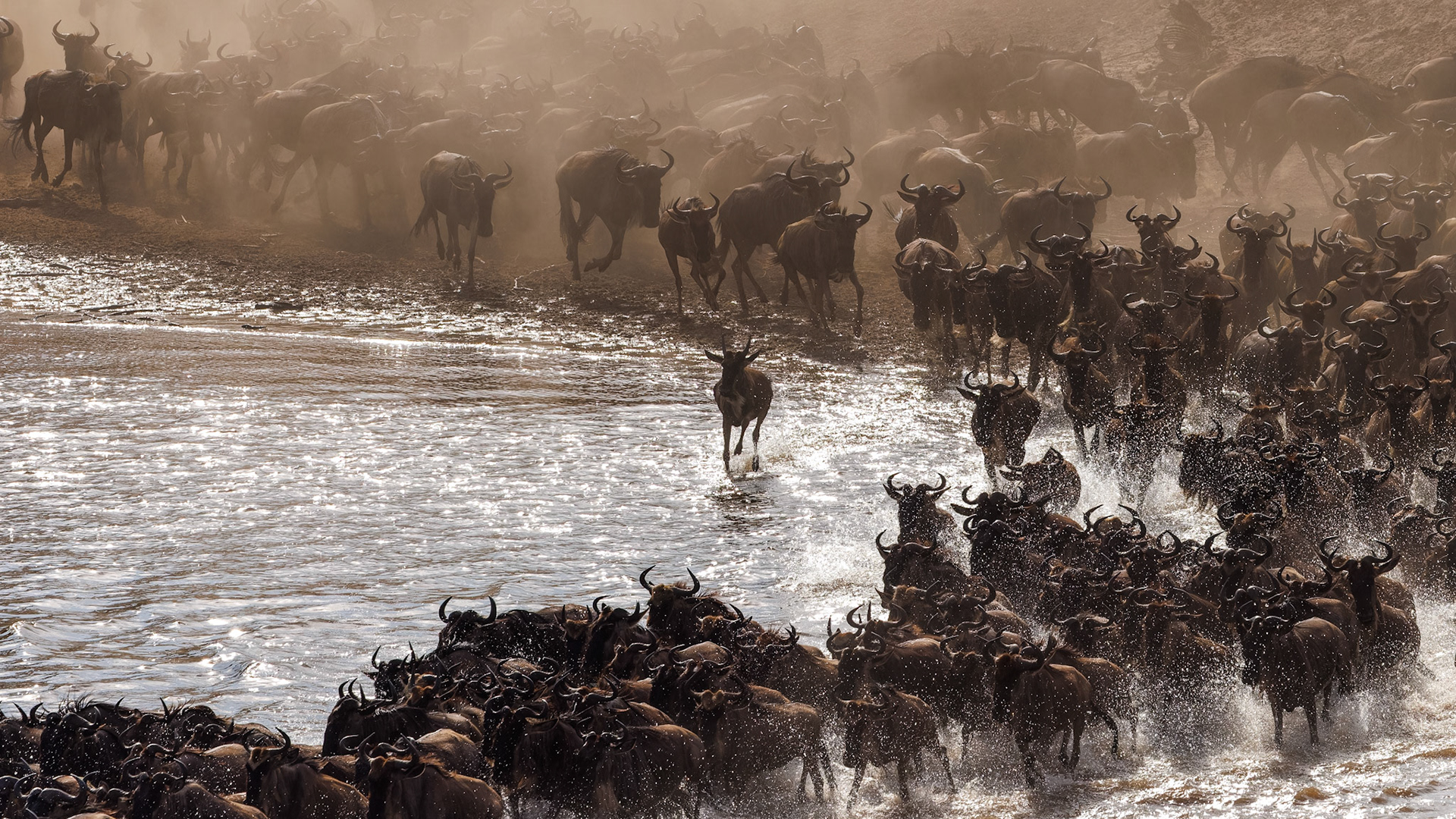 Wildebeest river crossing Sept 5