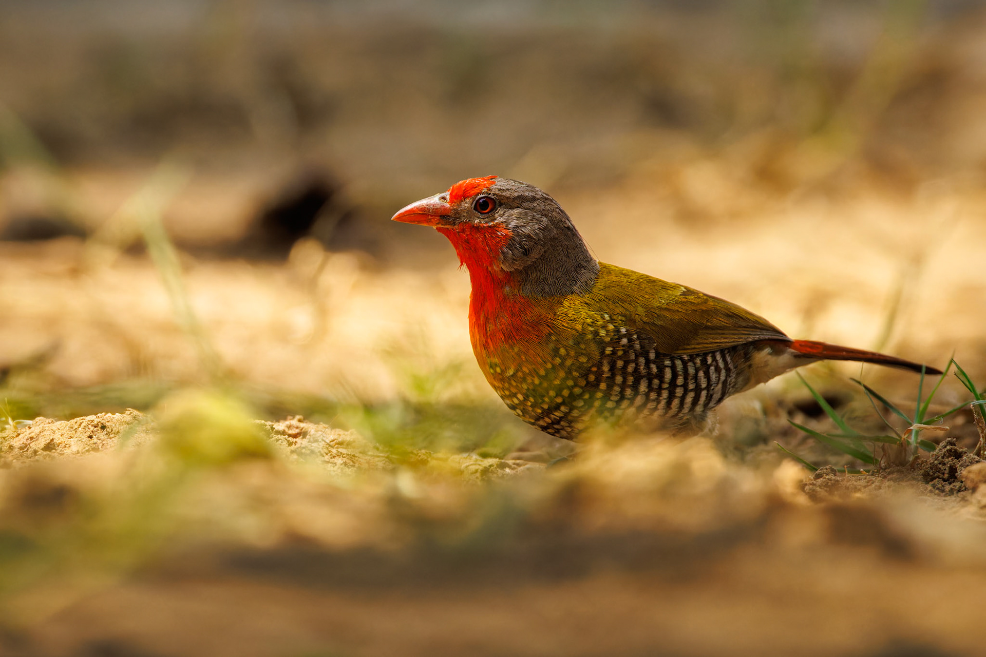 Red-billed Firefinch