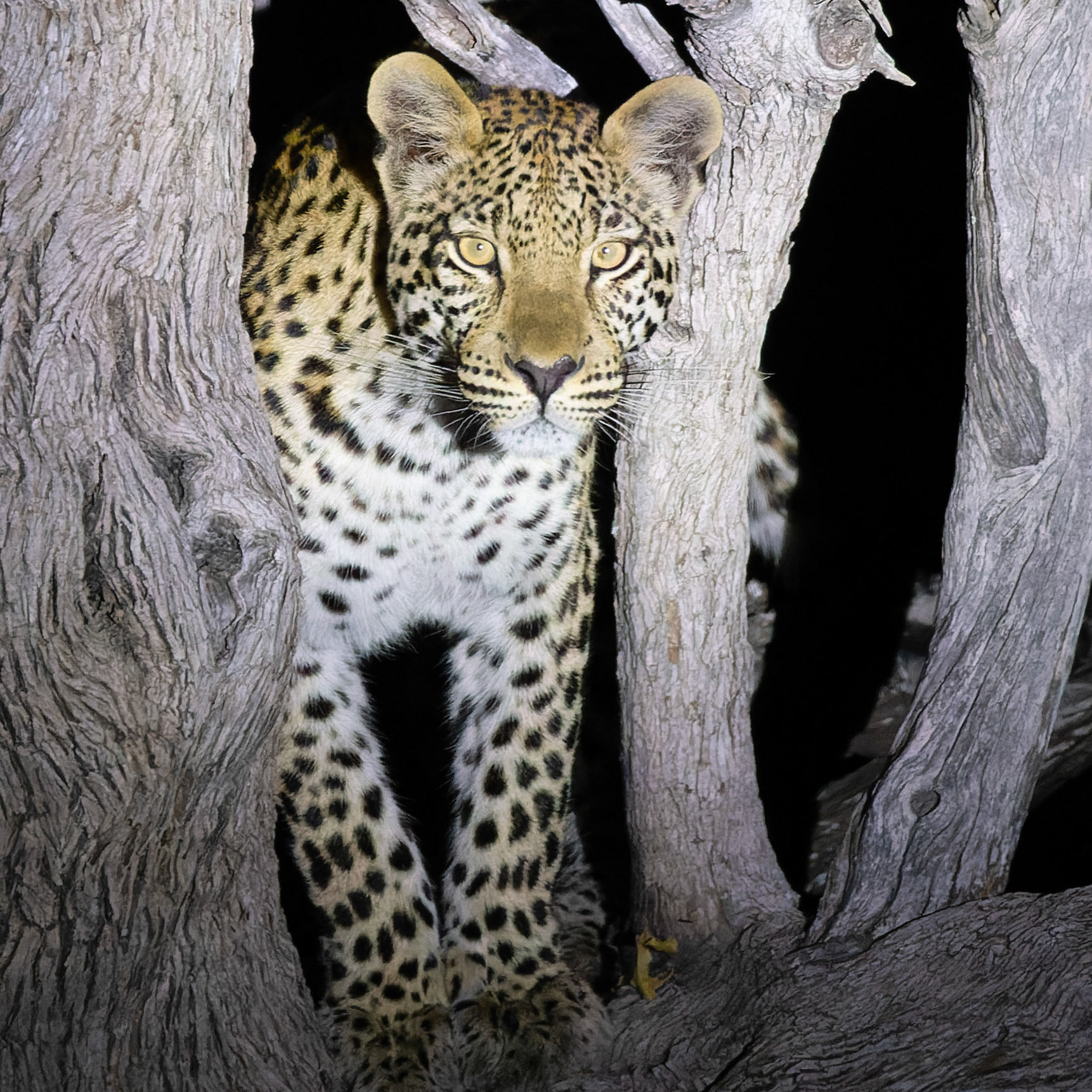 Leopard on night drive