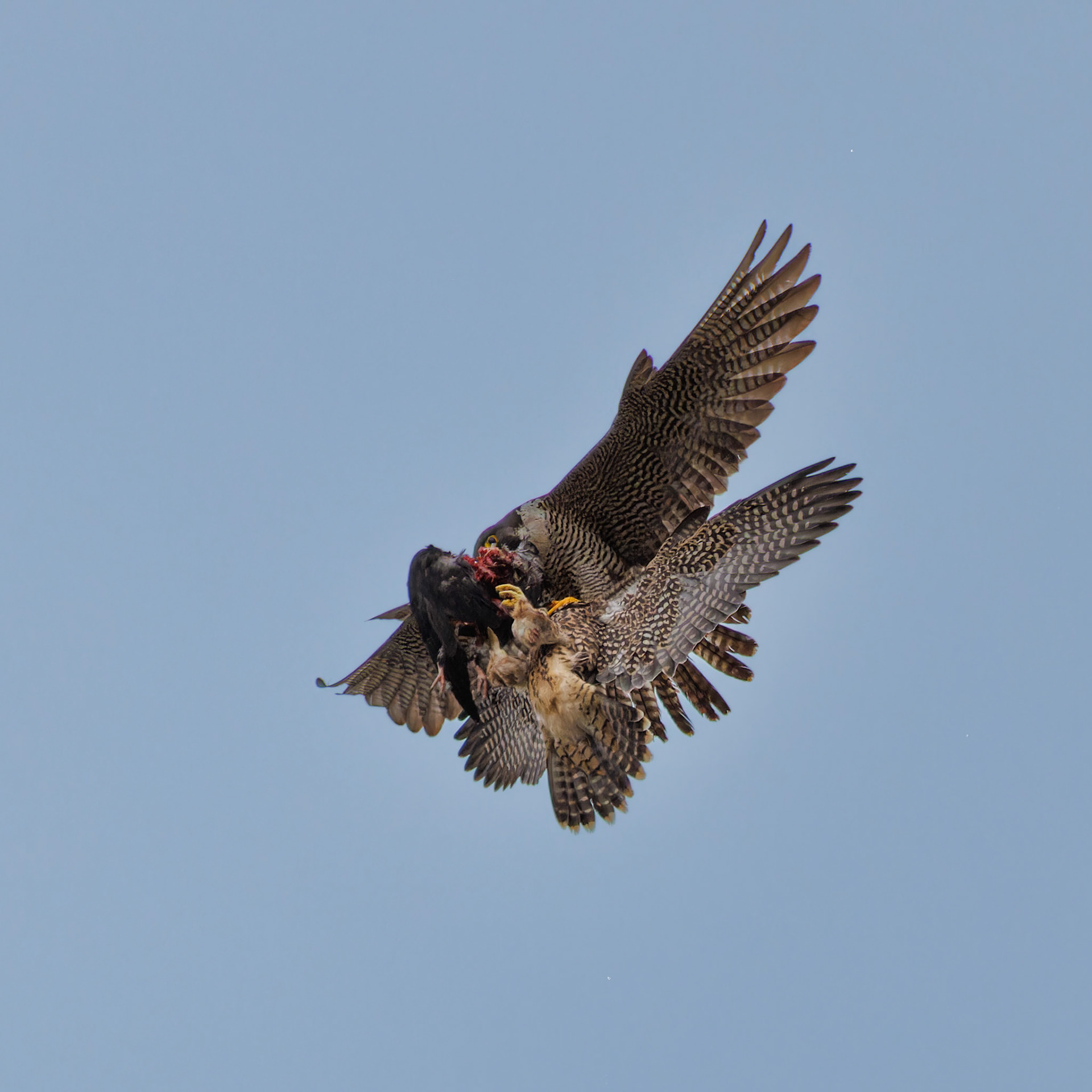 Peregrine Falcon food exchange