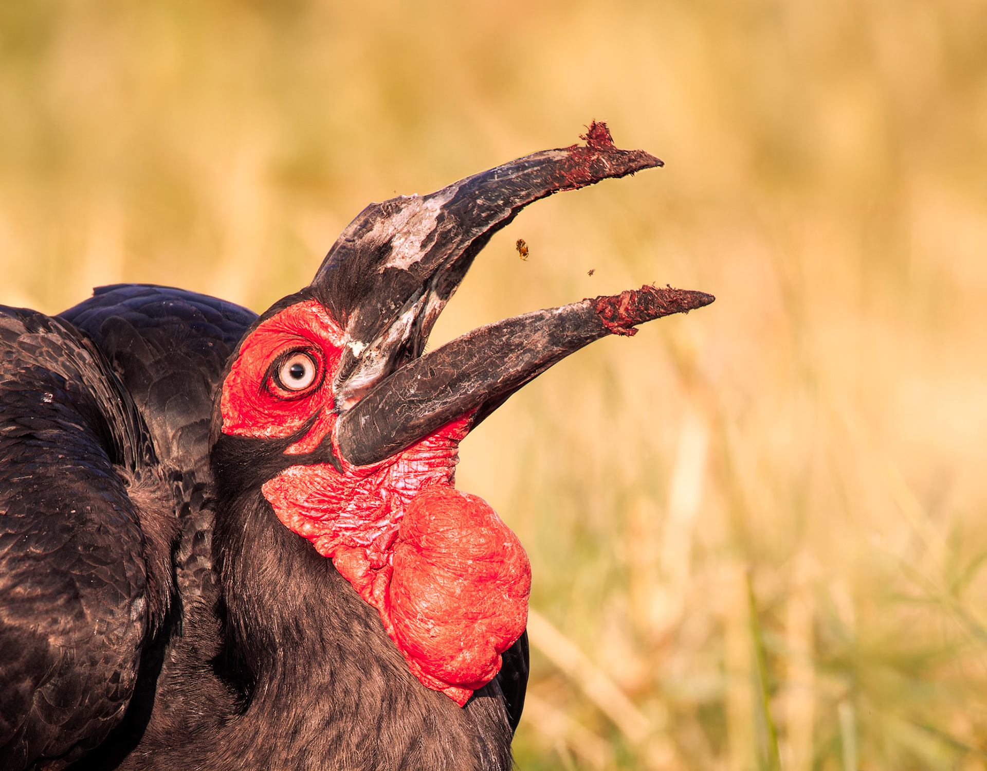 Ground Hornbill eating