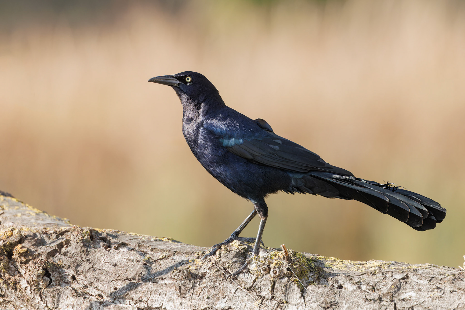Great-tailed Grackle