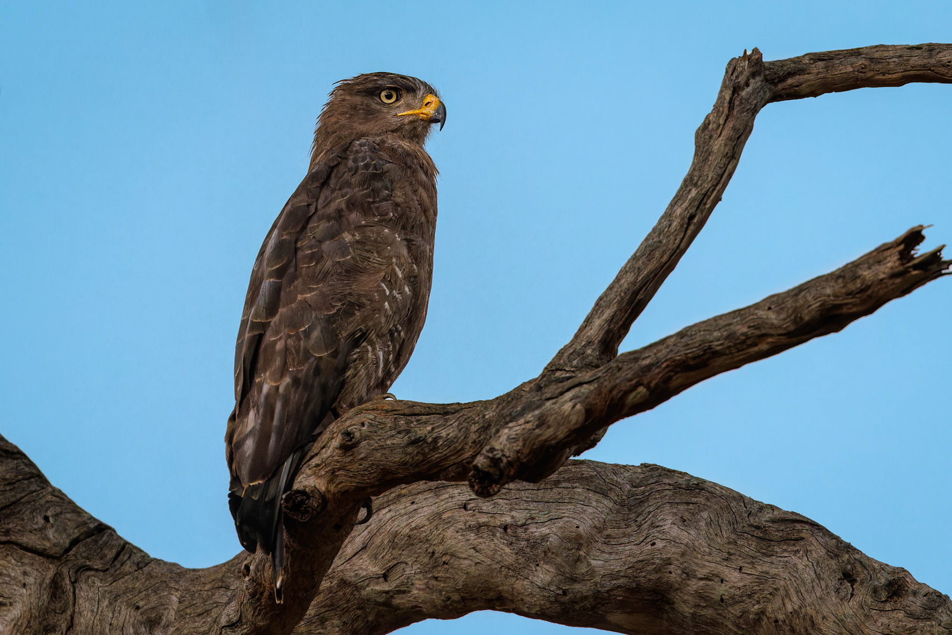 Brown Snake Eagle