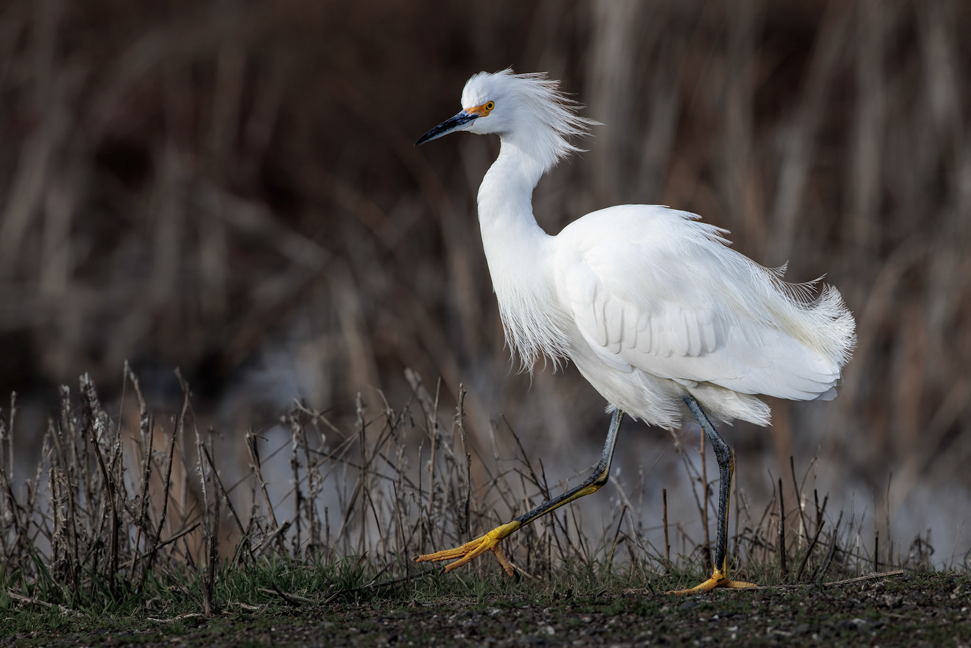 Snowy Egret