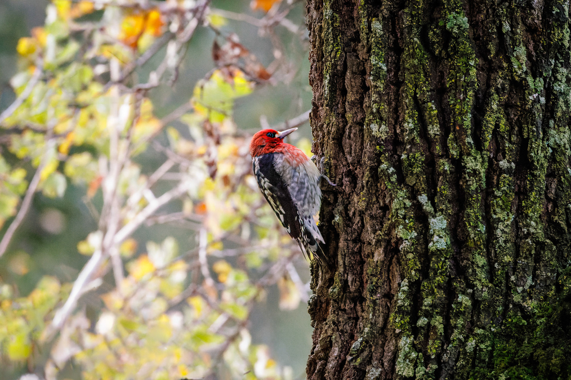 Red-breasted Sapsucker