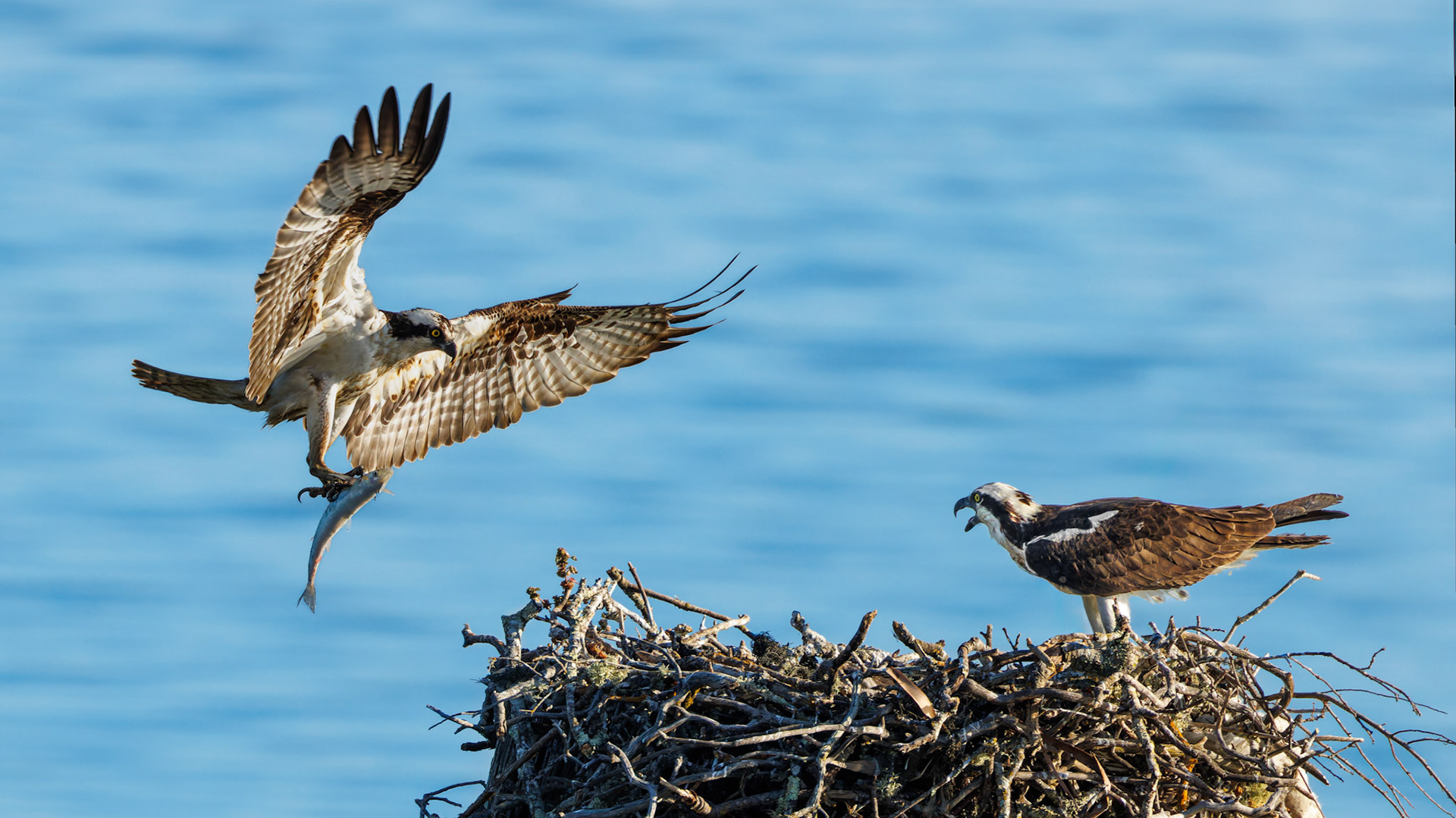 Osprey bringing fish to nest