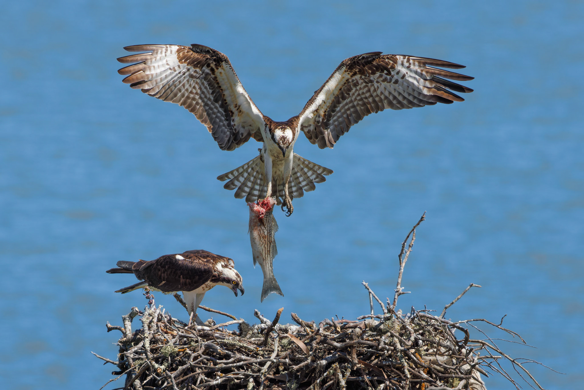 Osprey bringing fish to nest
