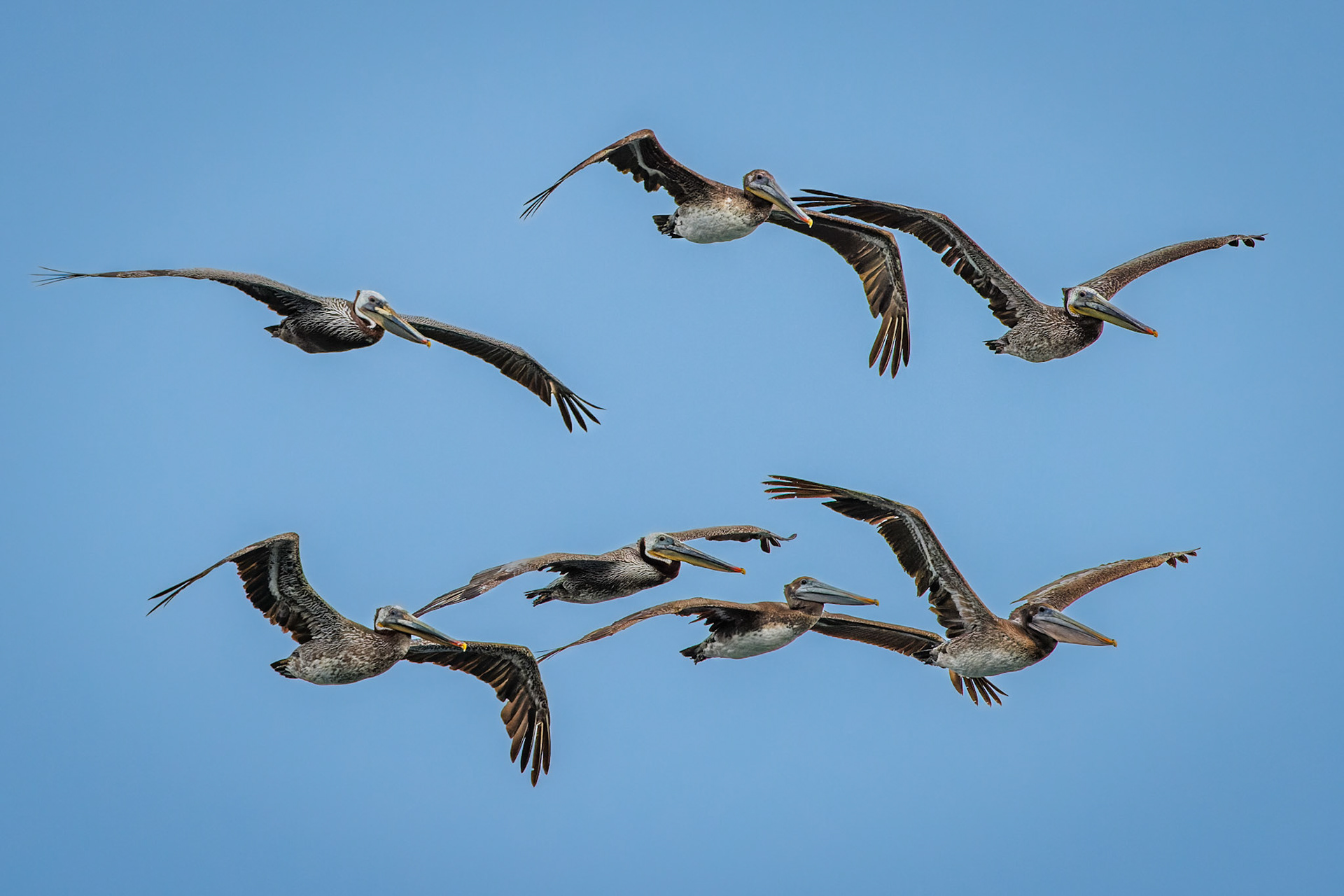 Brown Pelicans with juveniles