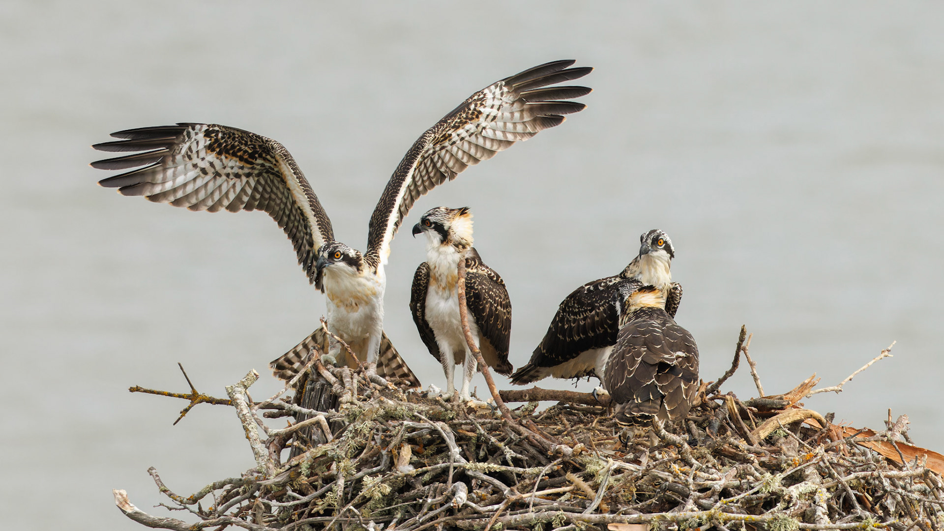 Osprey juveniles (8 weeks old) practicing flight