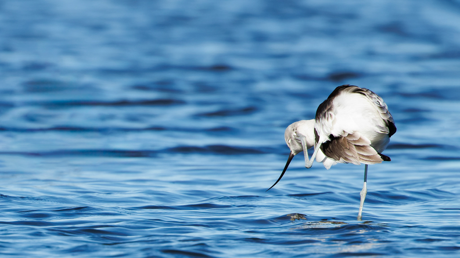 American Avocet preening