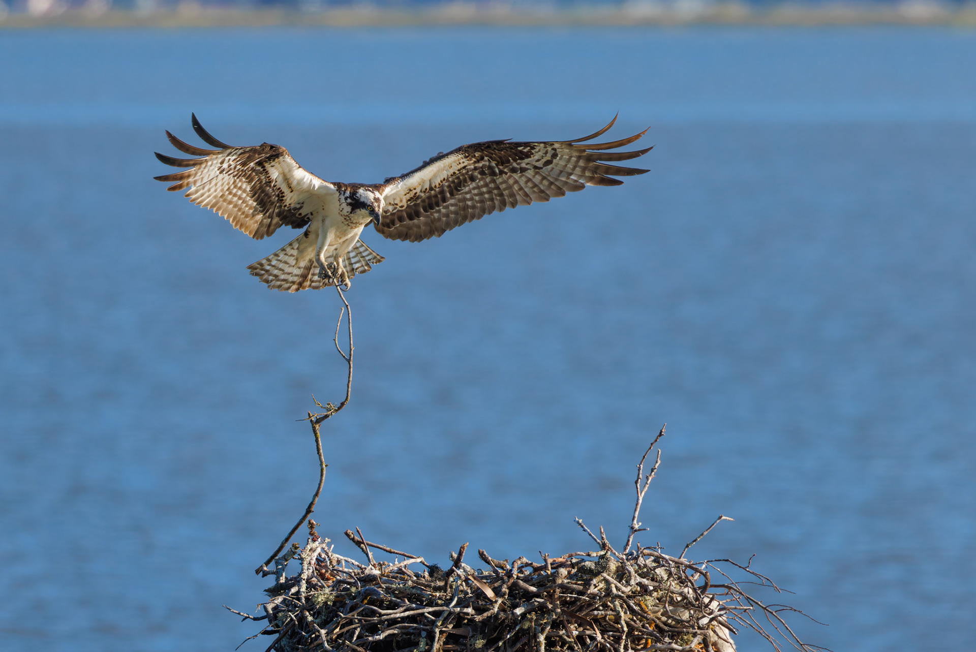 Osprey mom with nesting material