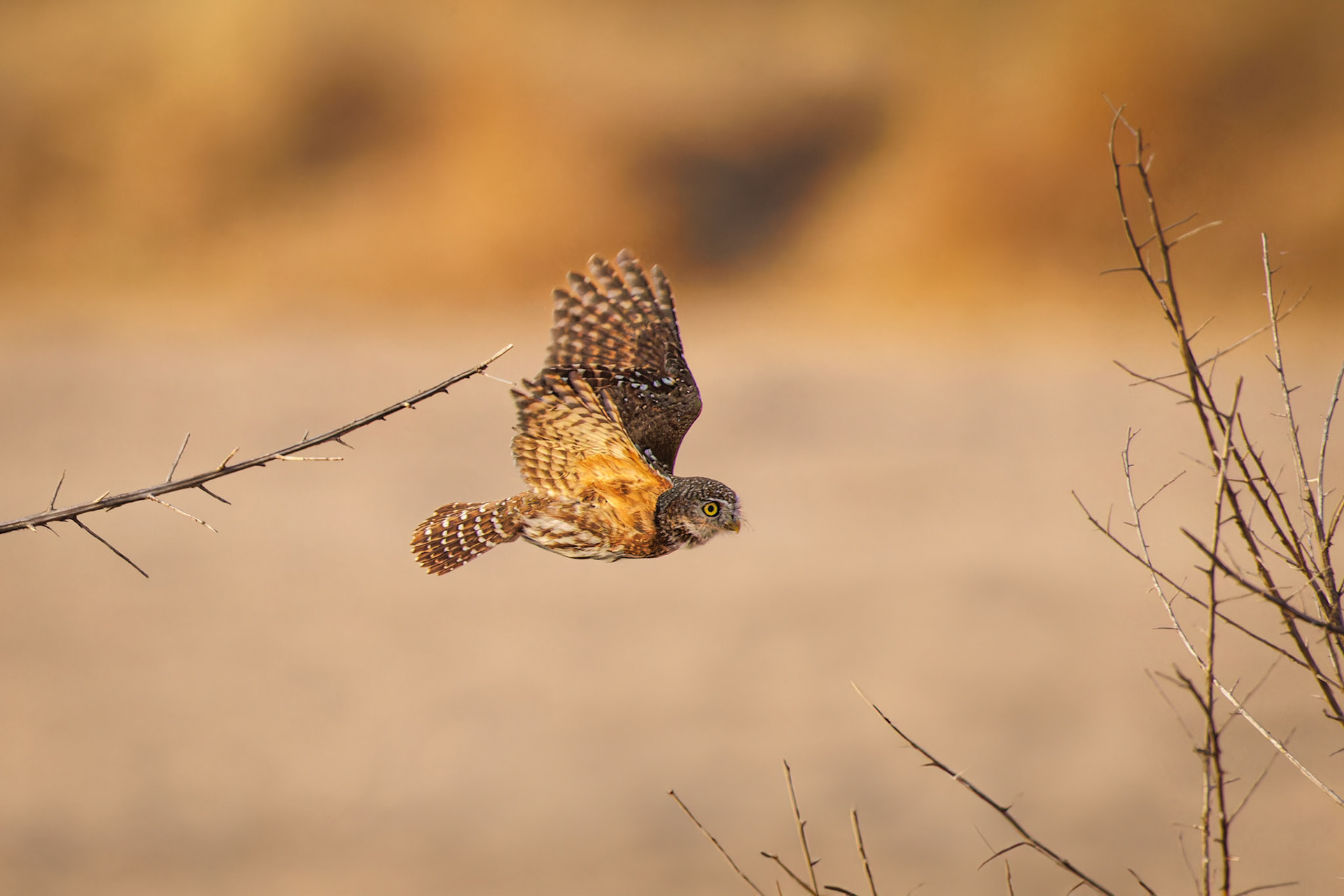 Pearl-spotted Owlet flying between branches