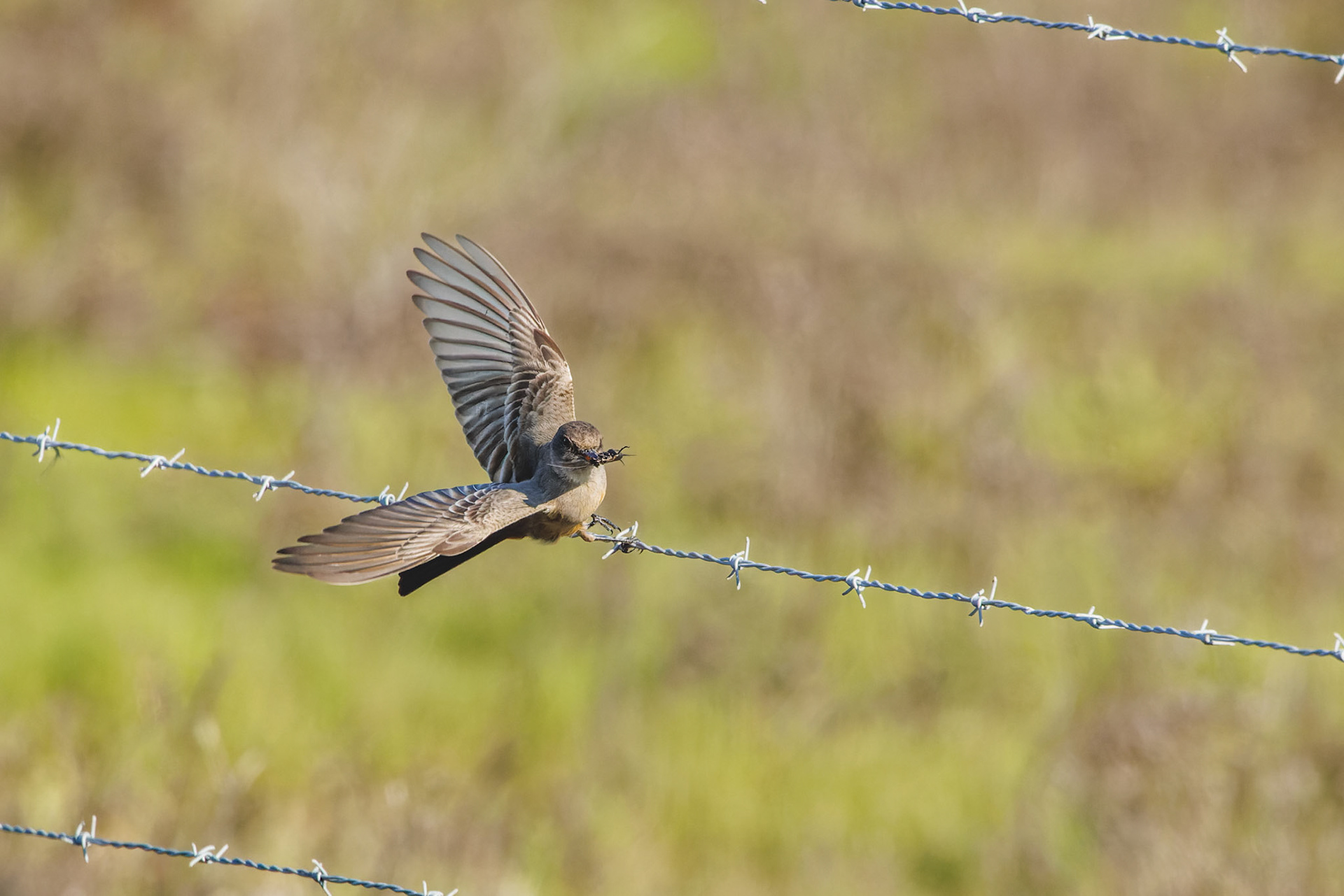 Say’s Phoebe with catch
