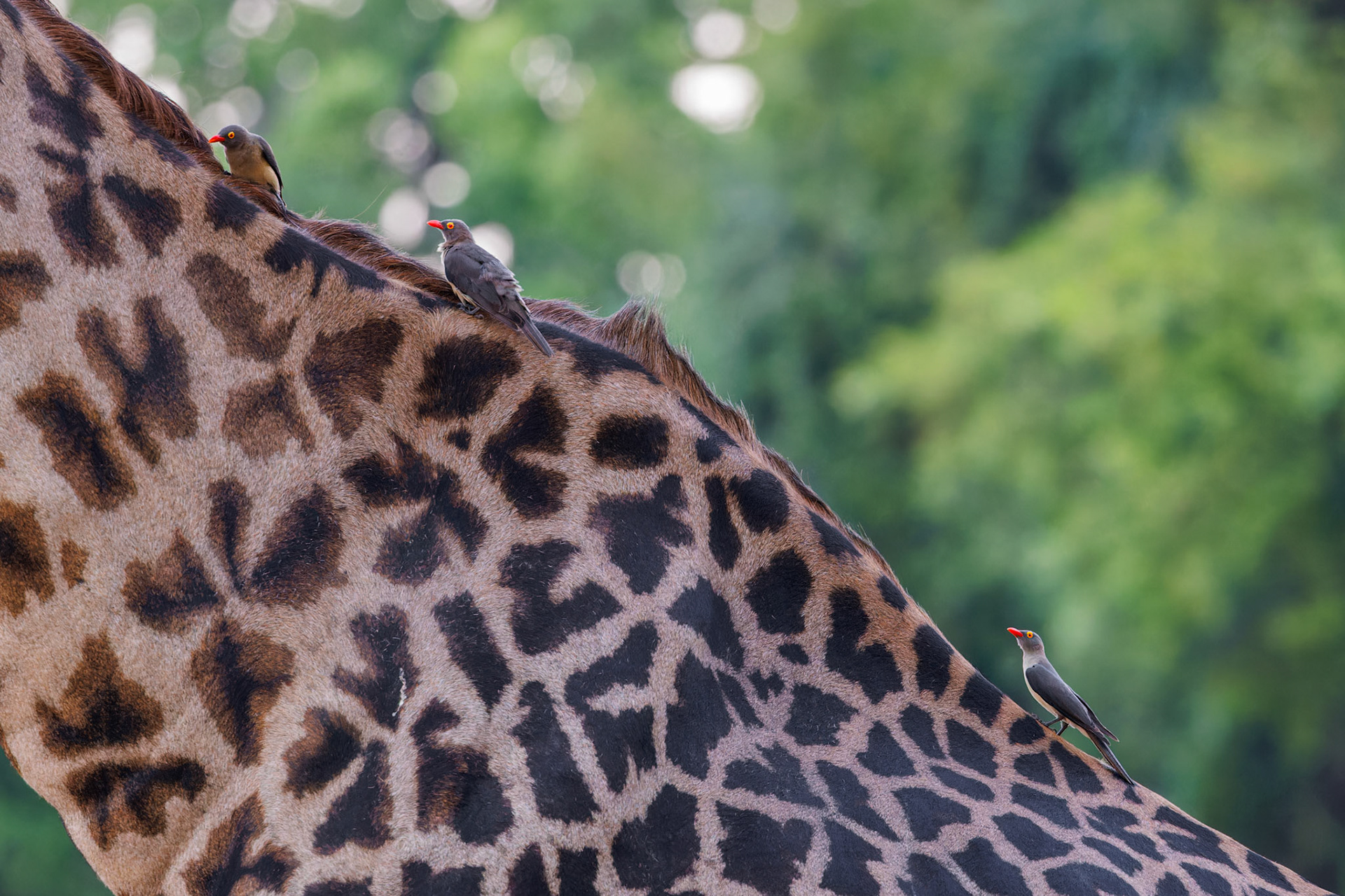 Red-billed Oxpeckers
