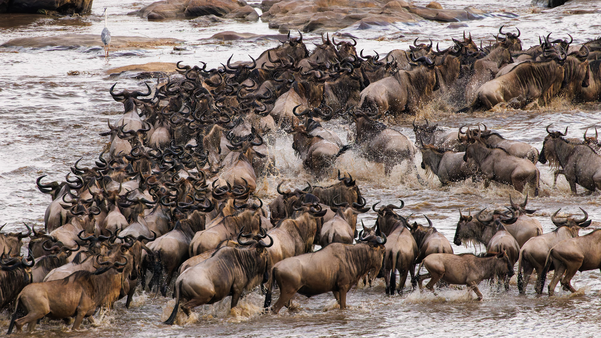 Wildebeest river crossing Sept 2