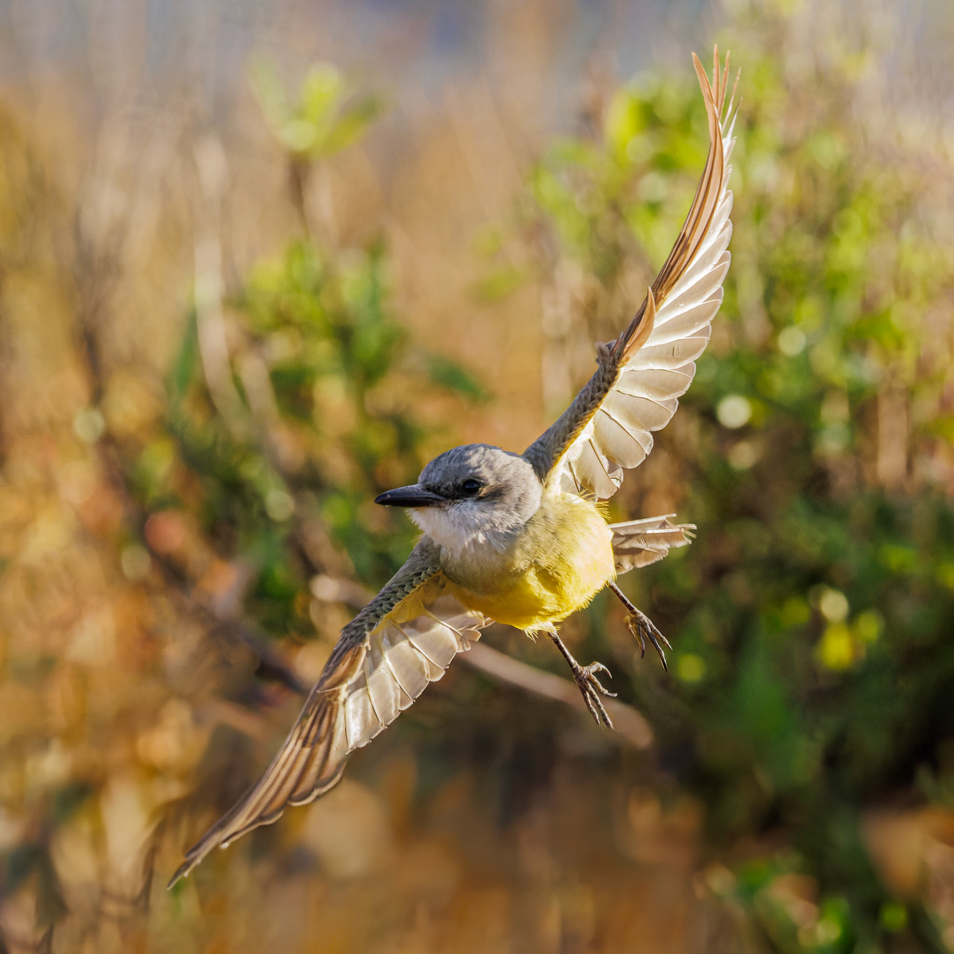 Tropical Kingbird