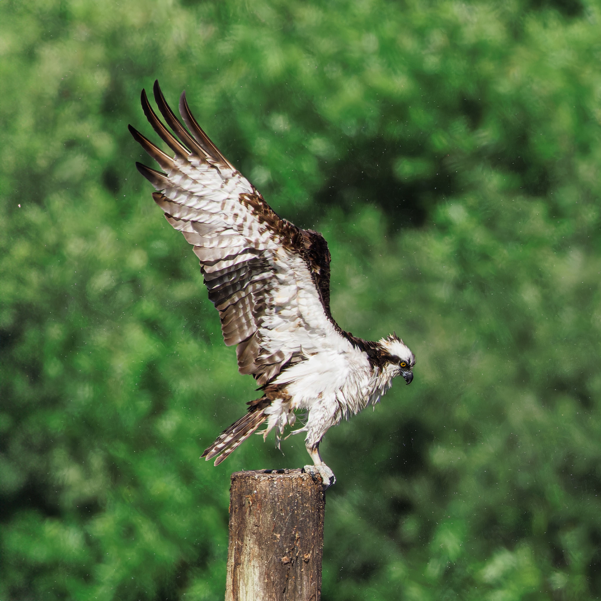 Osprey shaking off water