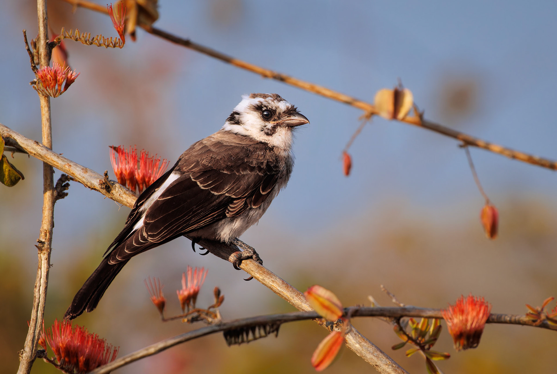 Northern White-crowned Shrike