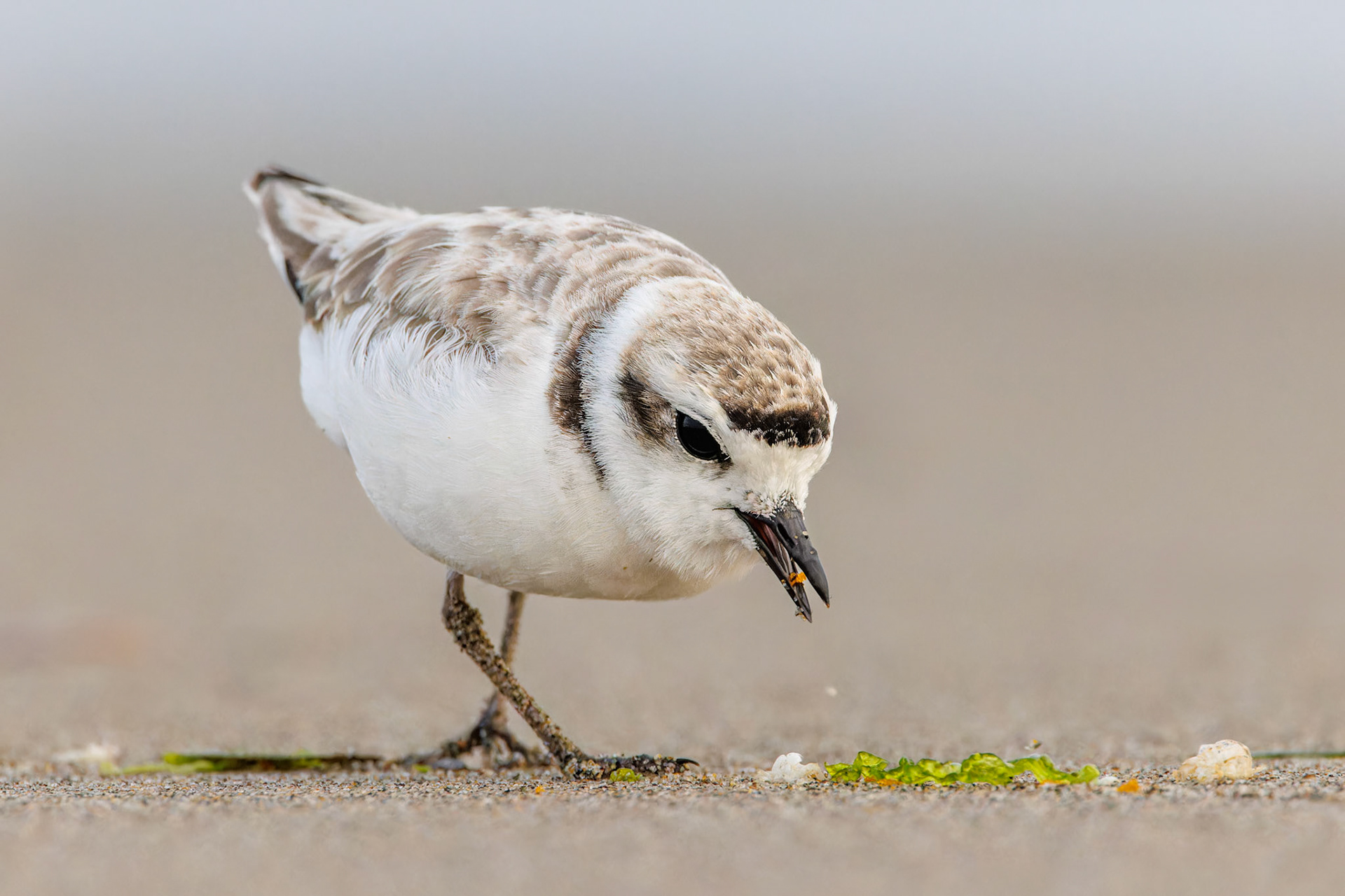 Snowy Plover
