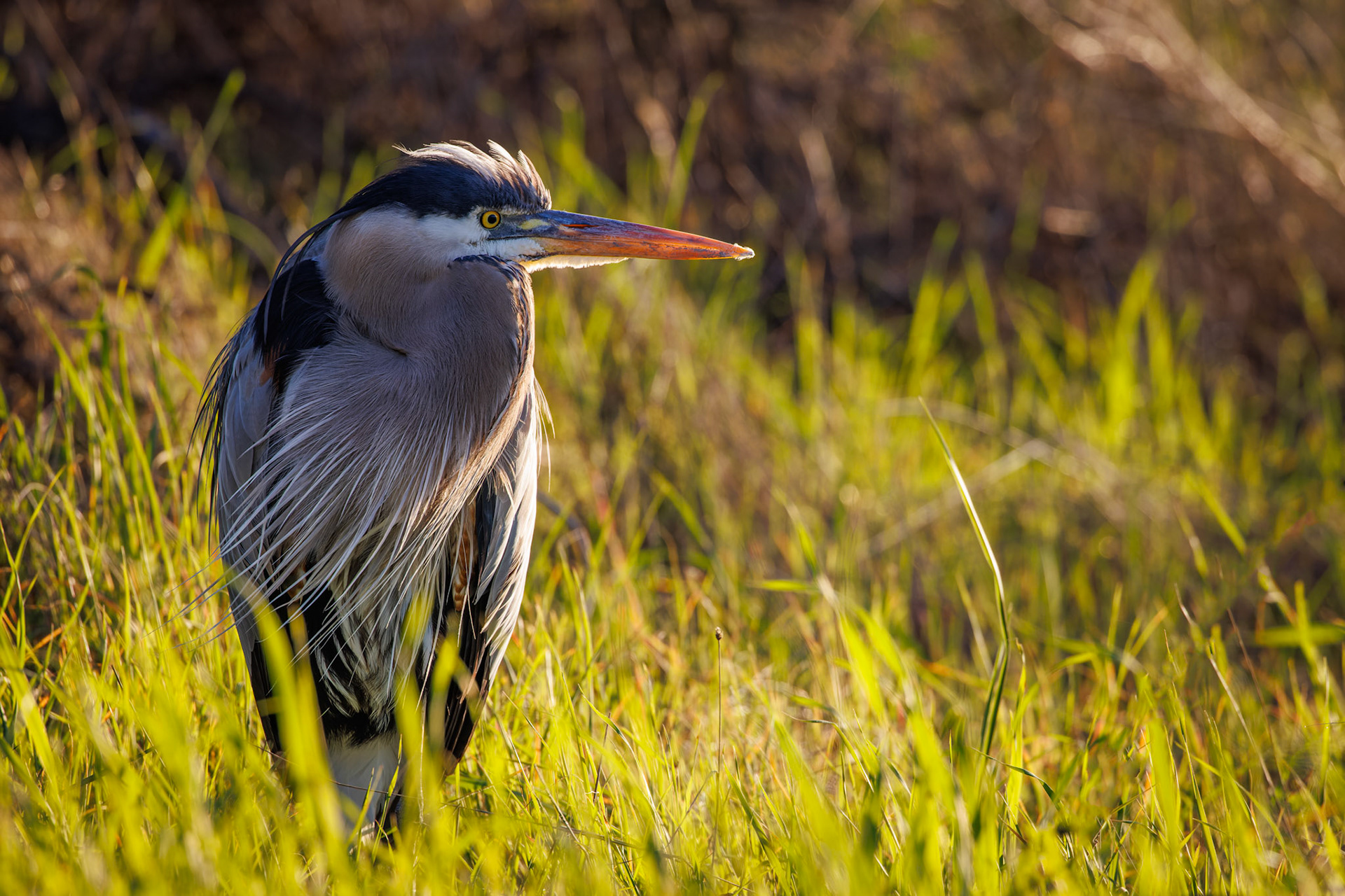 Great Blue Heron