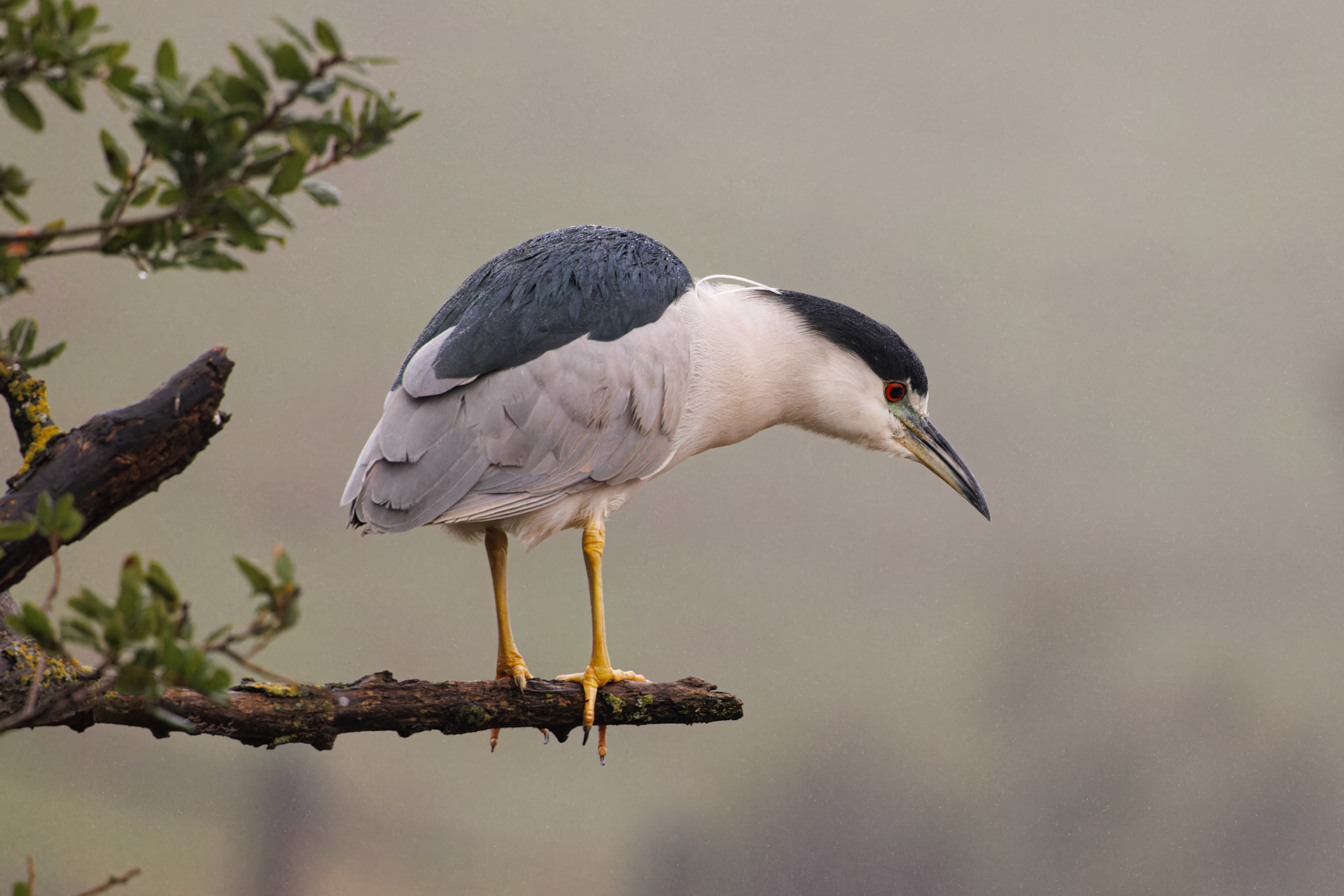 Black-crowned Night Heron in the rain