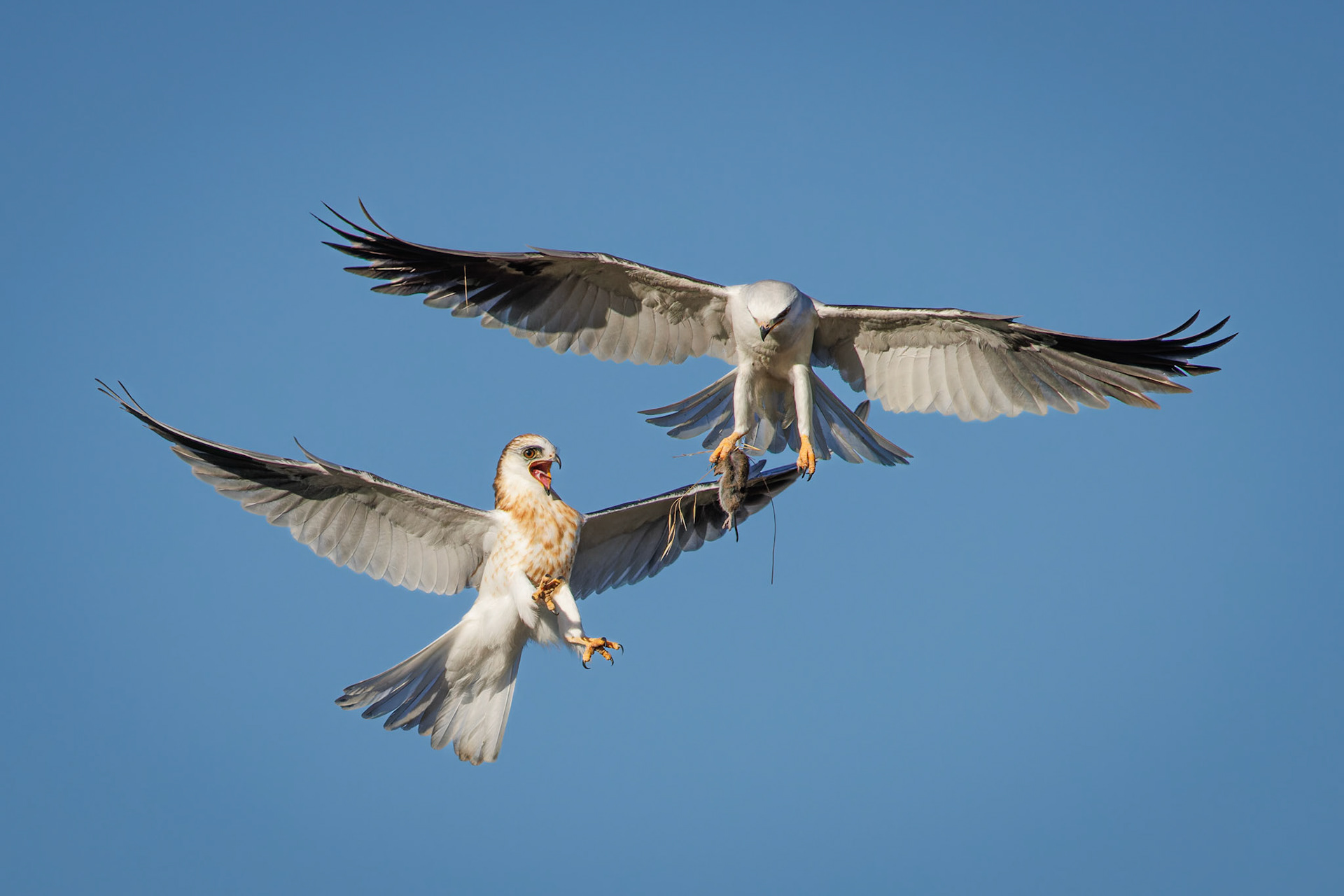 White-tailed Kite juvenile getting food from parent