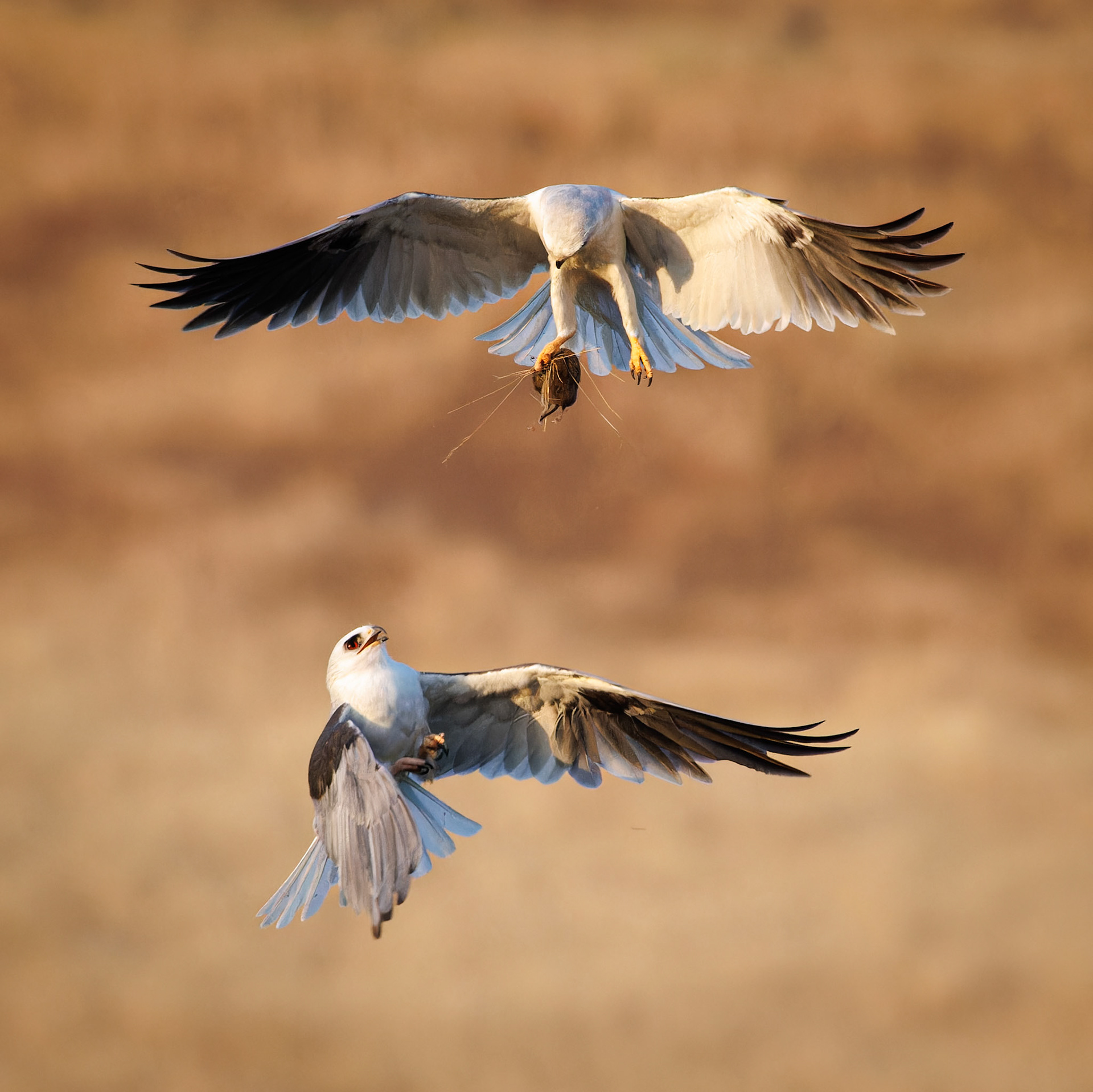 White-tailed Kites exchanging food