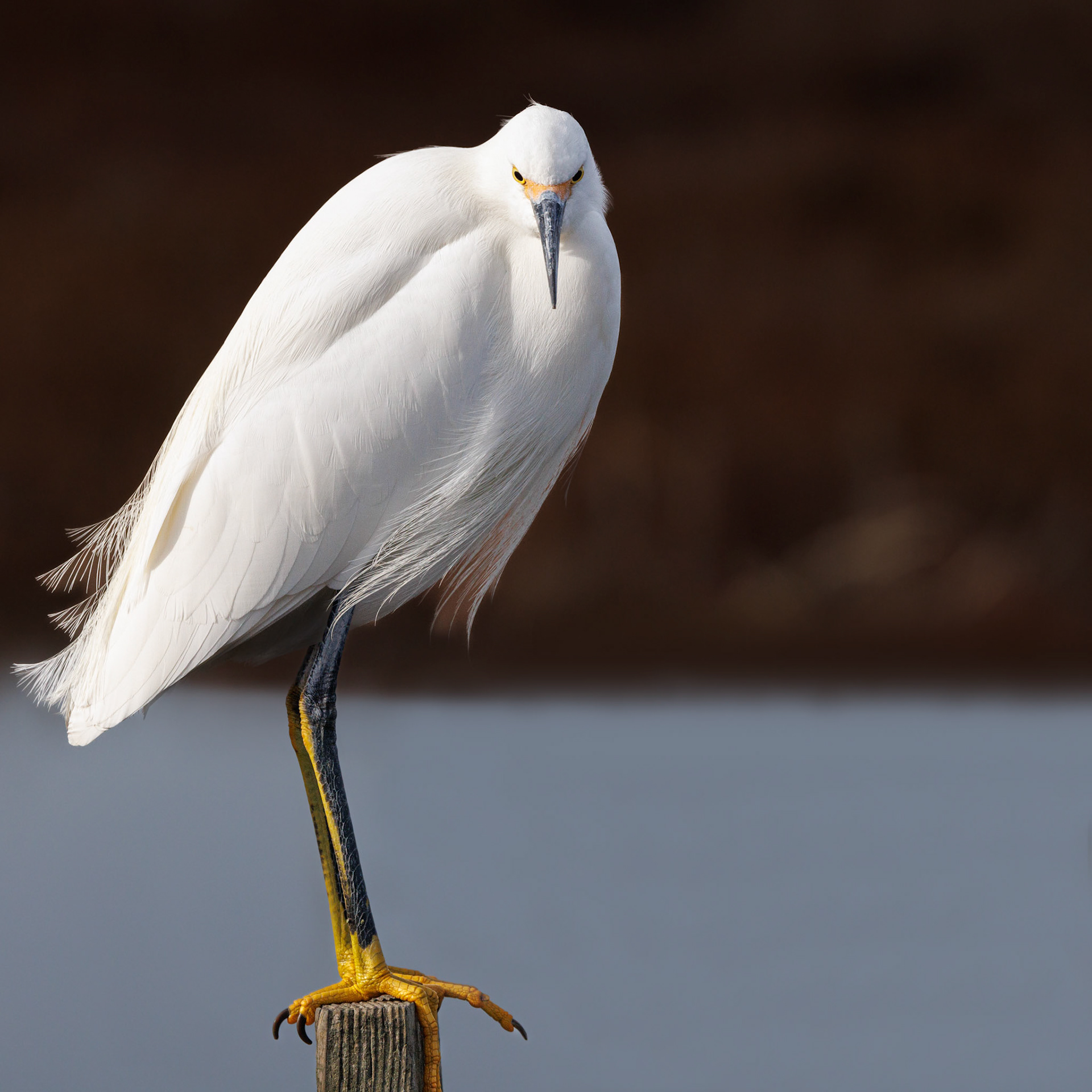 Snowy Egret