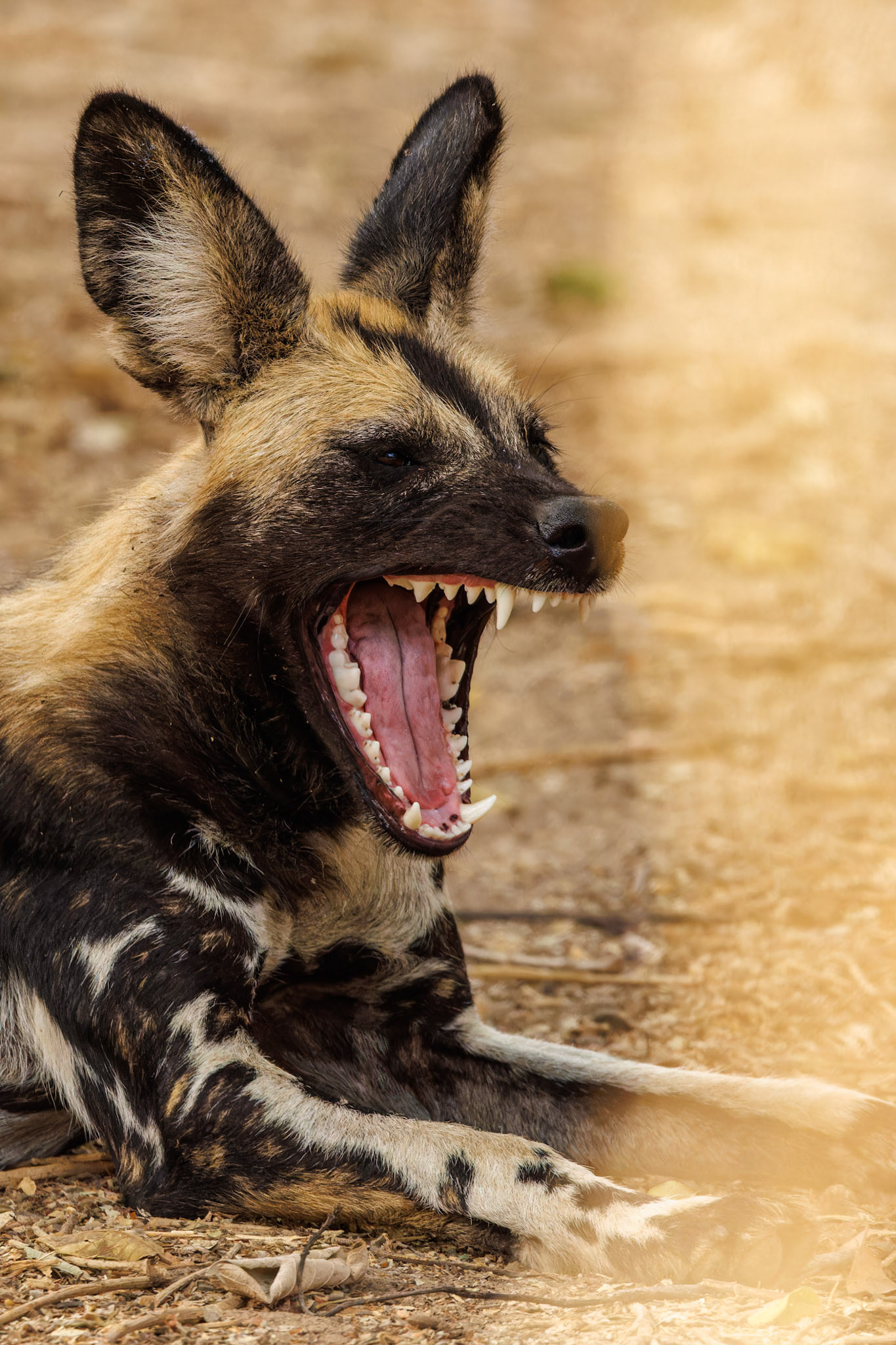 African Wild Dog