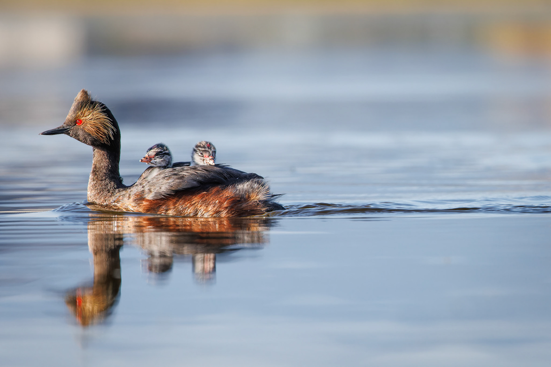 Eared Grebe with babies