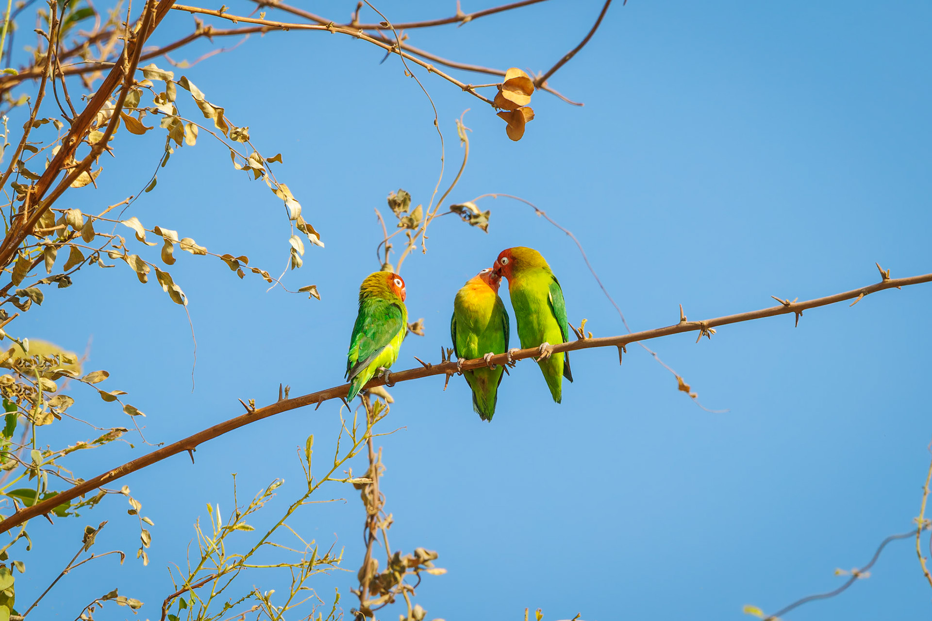 Lilian's Lovebird pair plus third wheel