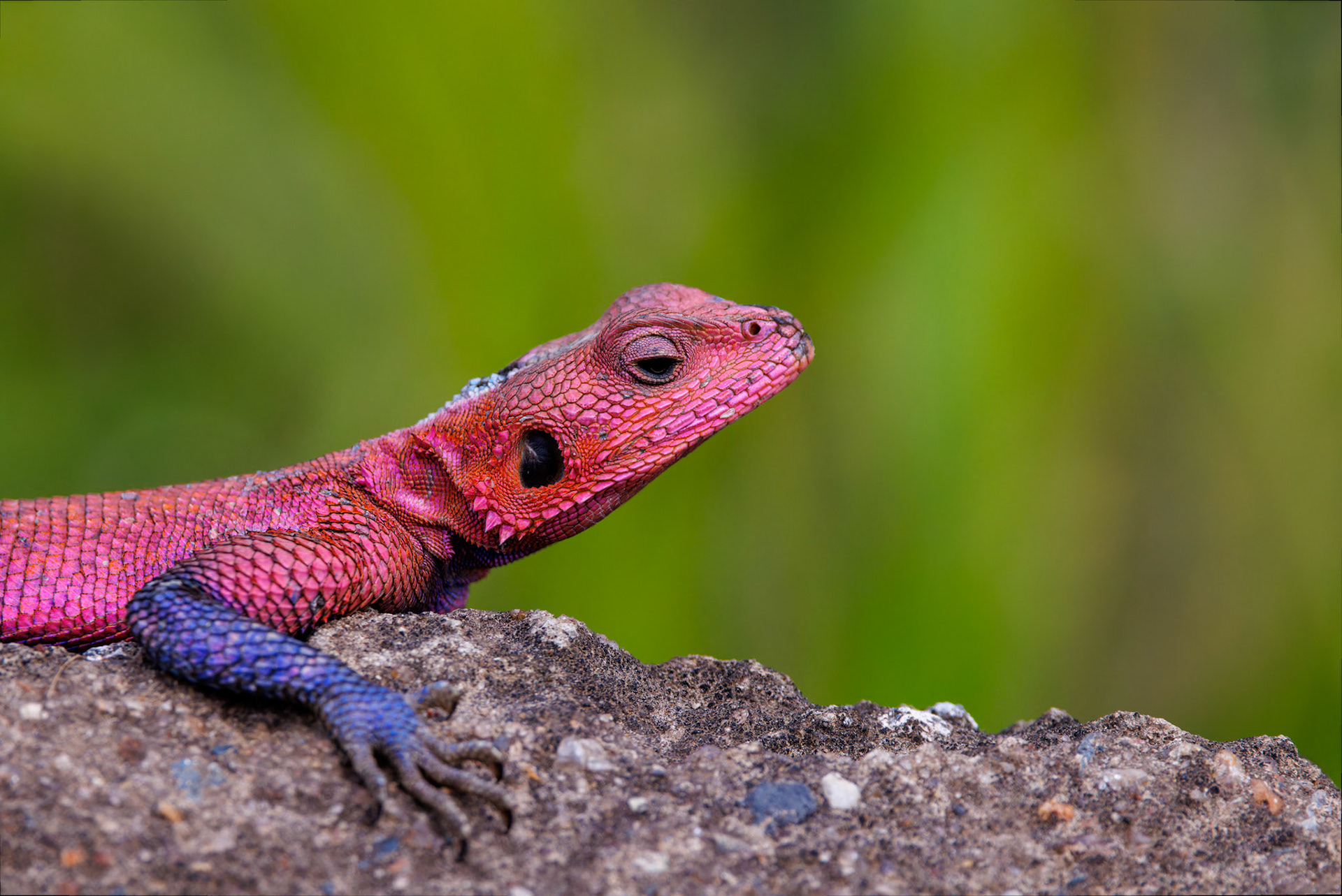 Rock Agama Lizard