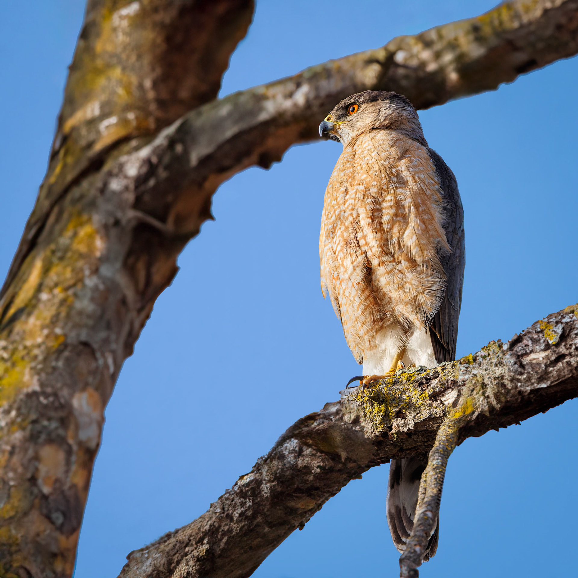 Cooper’s Hawk