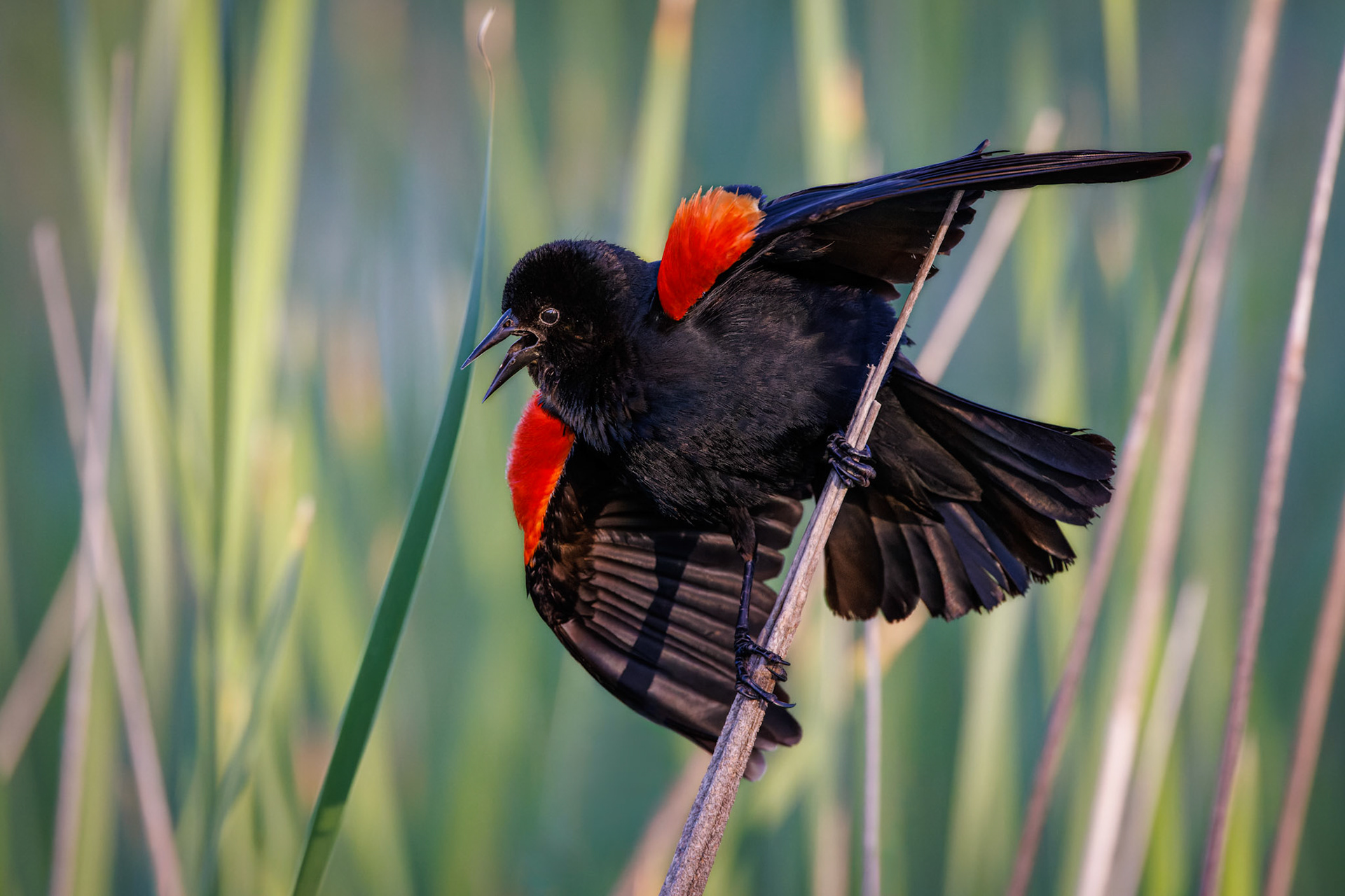 Red-winged Blackbird calling