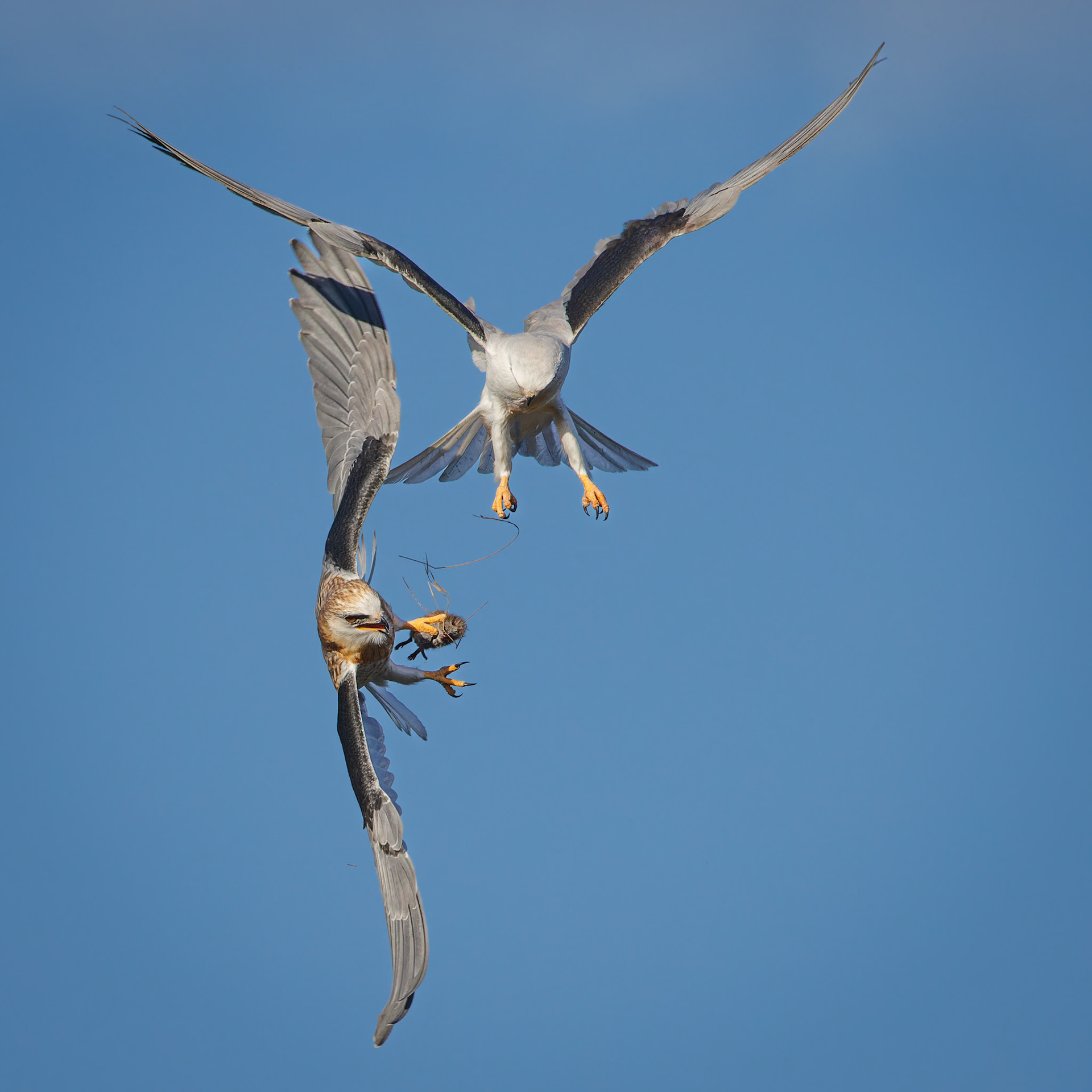 White-tailed Kite juvenile getting food from parent