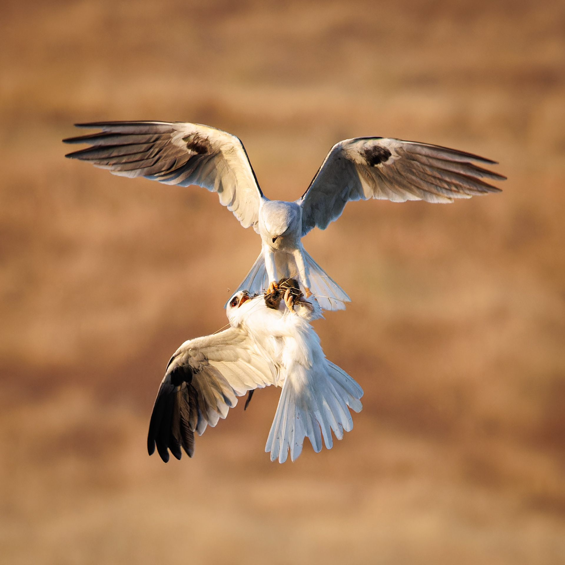 White-tailed Kites exchanging food