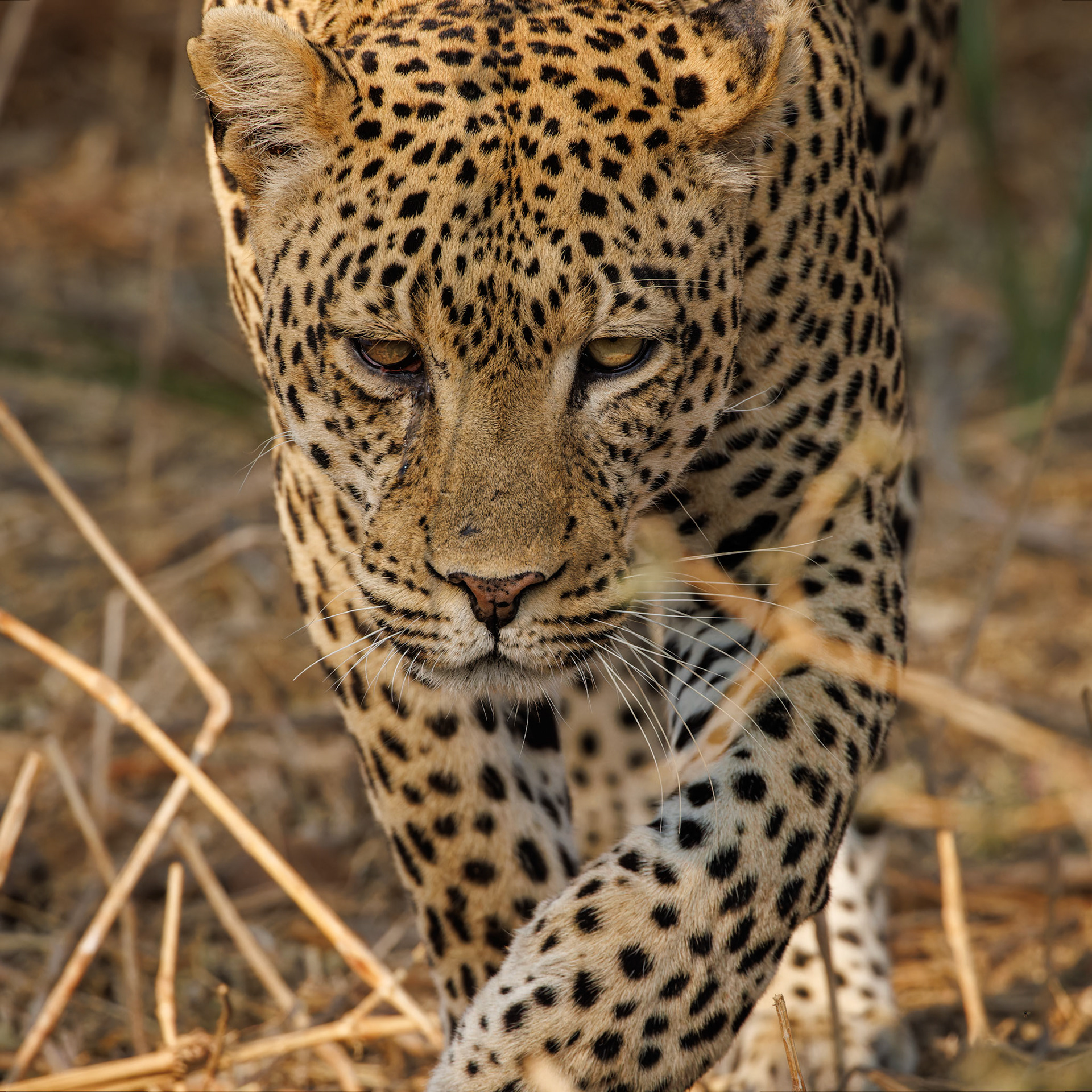 Leopard with injured eye