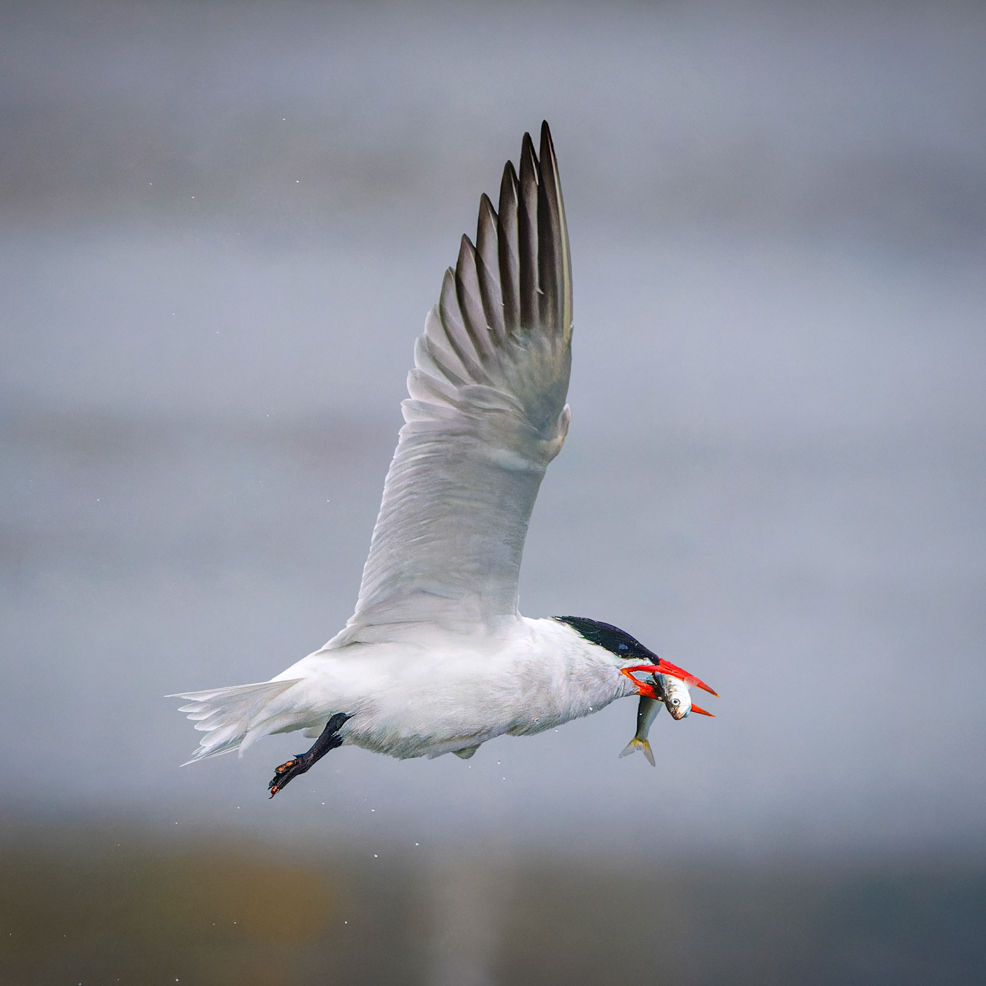 Caspian Tern with catch