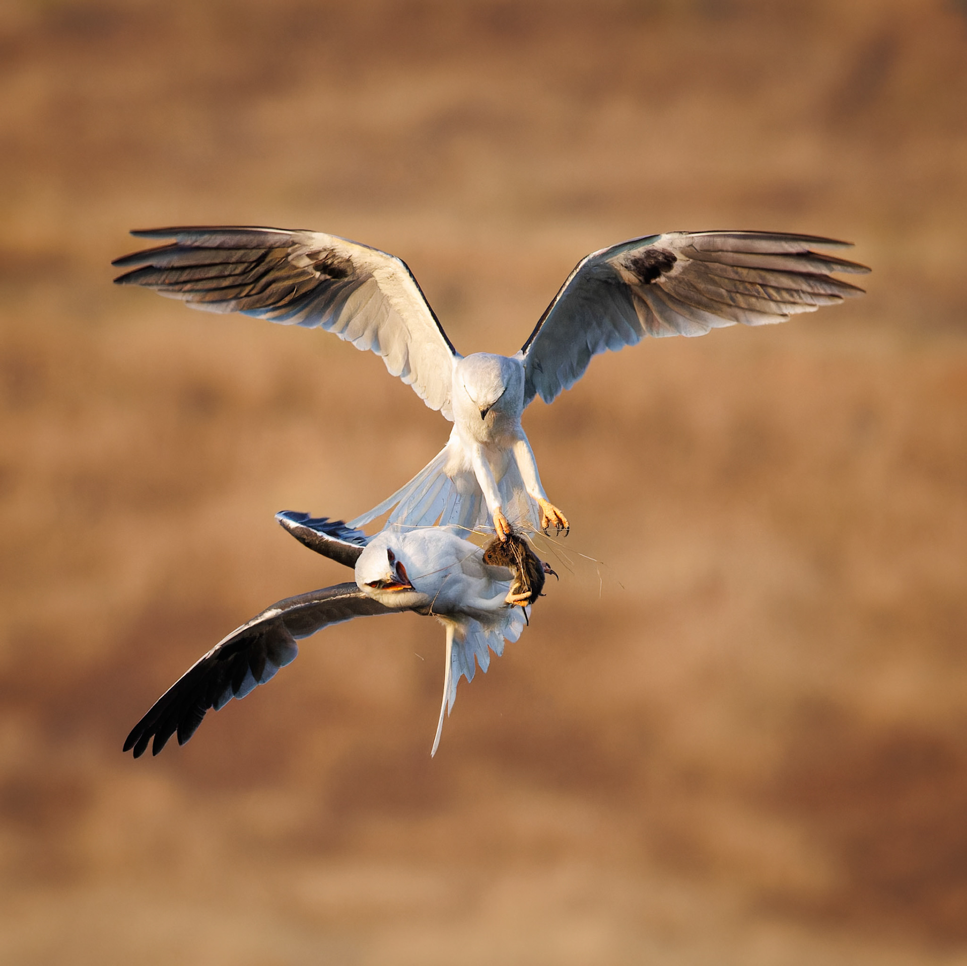 White-tailed Kites exchanging food
