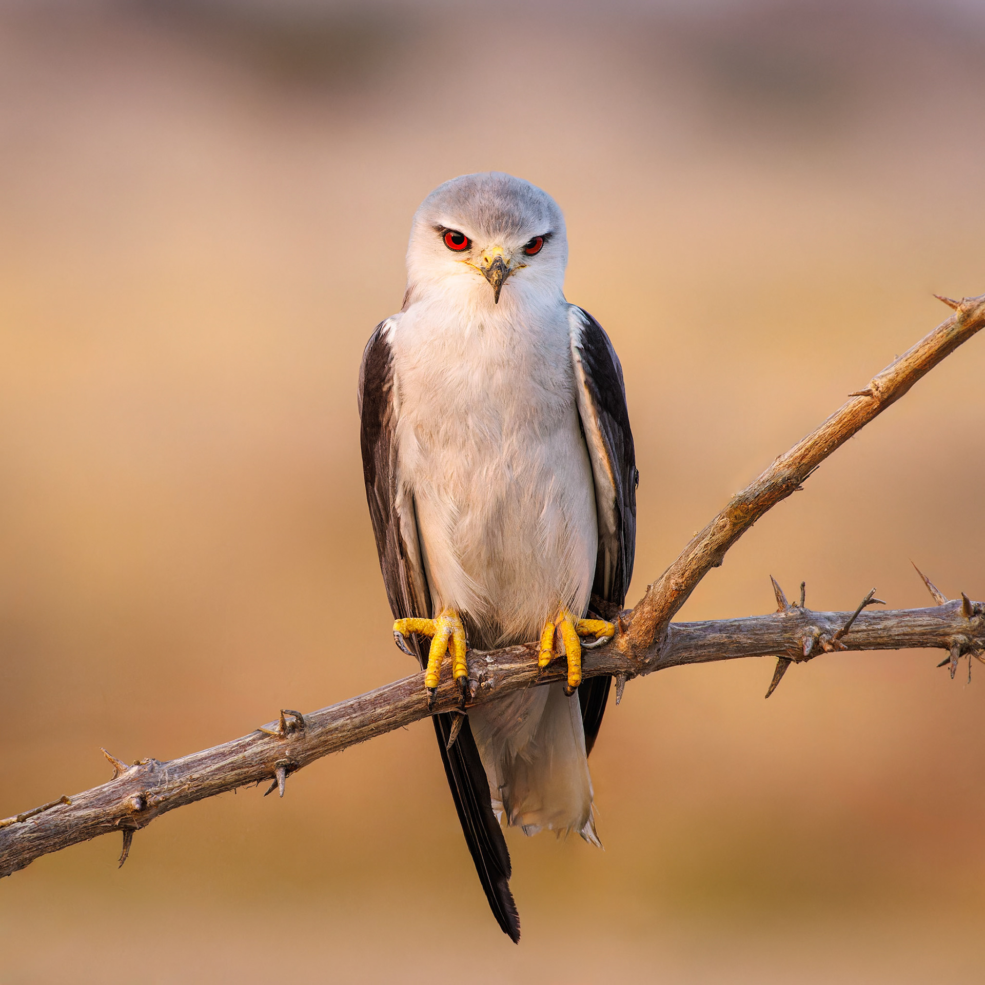Black-winged Kite