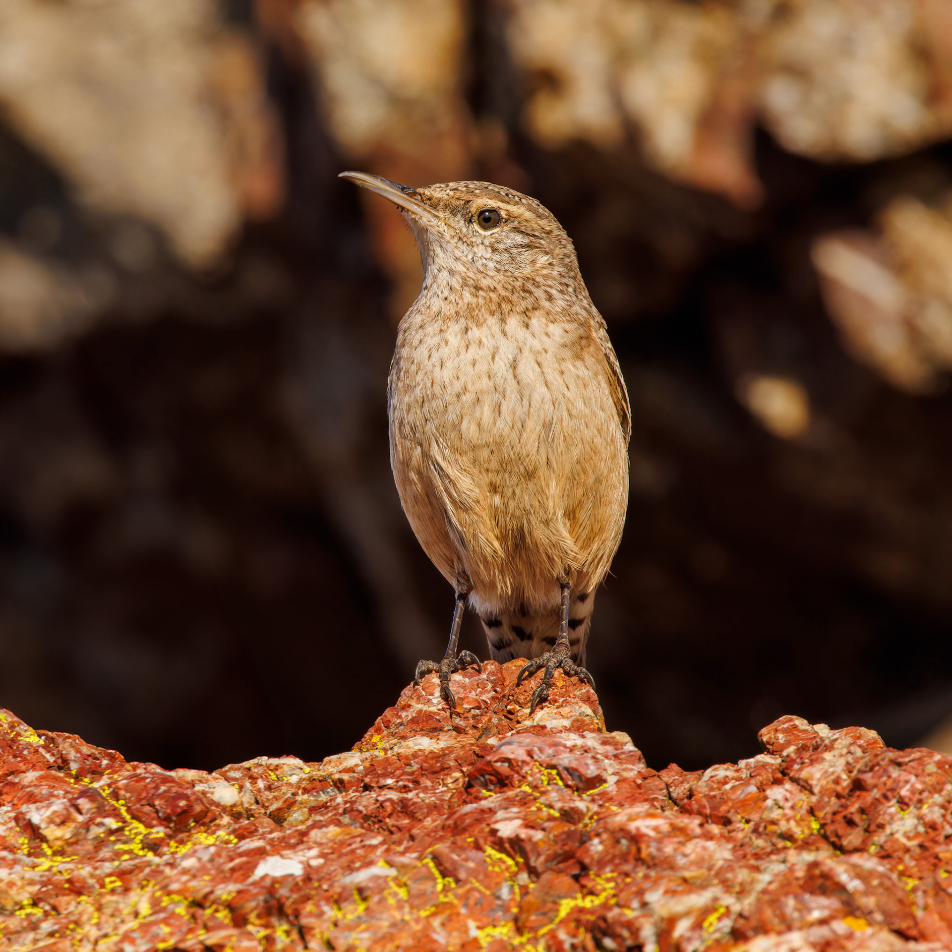 Rock Wren