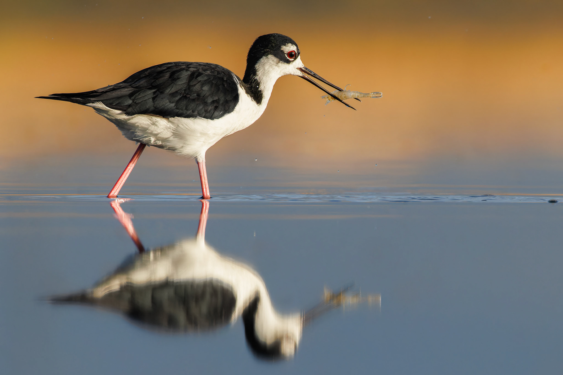 Black-necked Stilt with shrimp