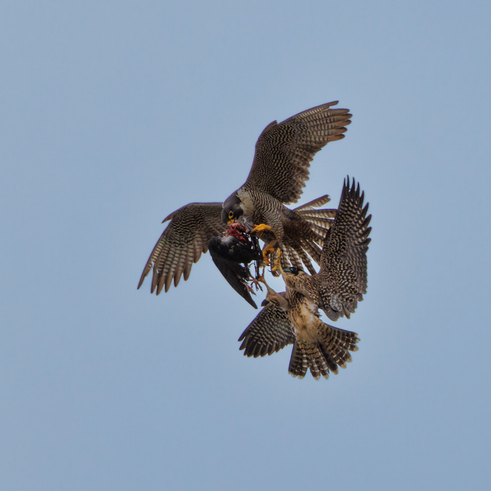 Peregrine Falcon food exchange