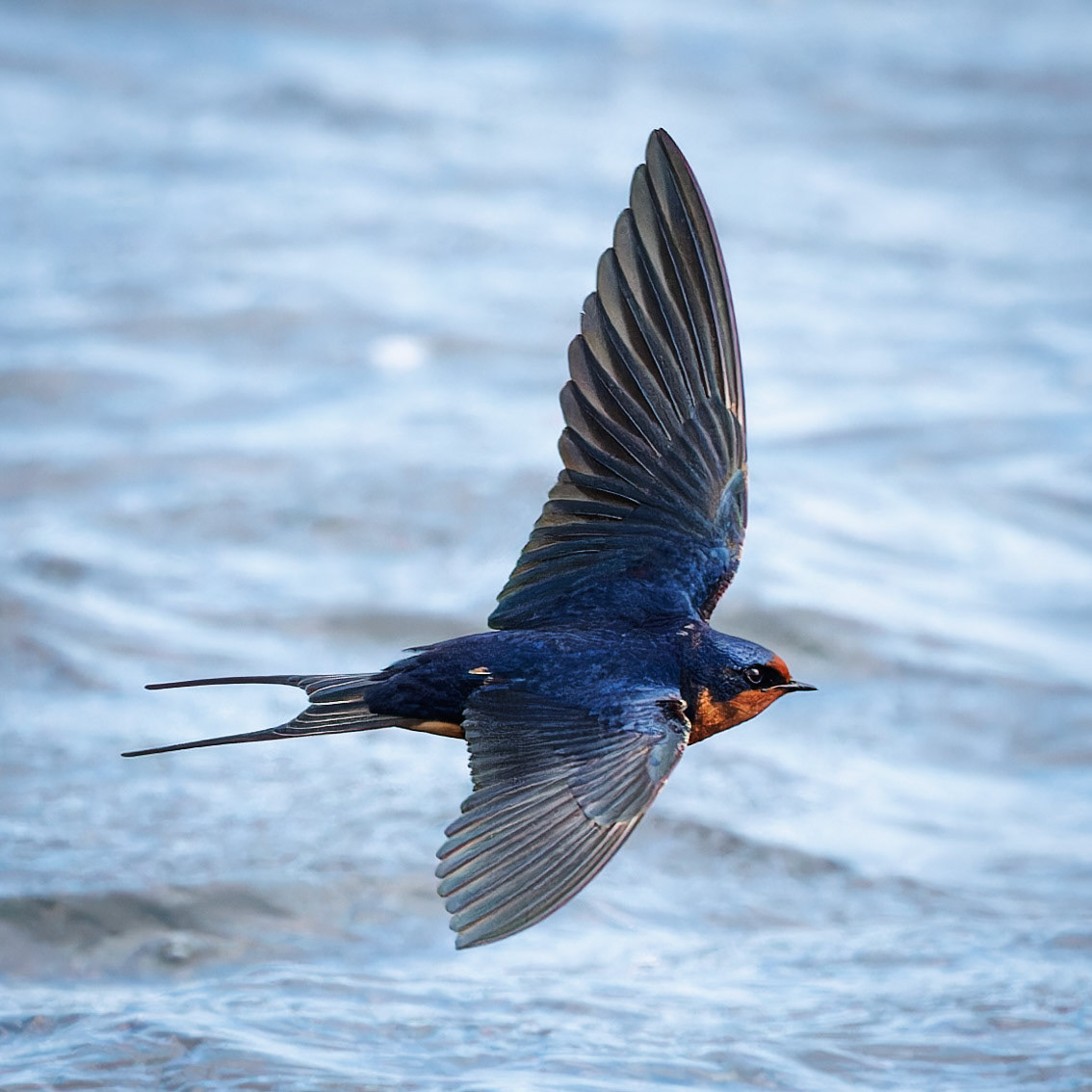 Barn Swallow