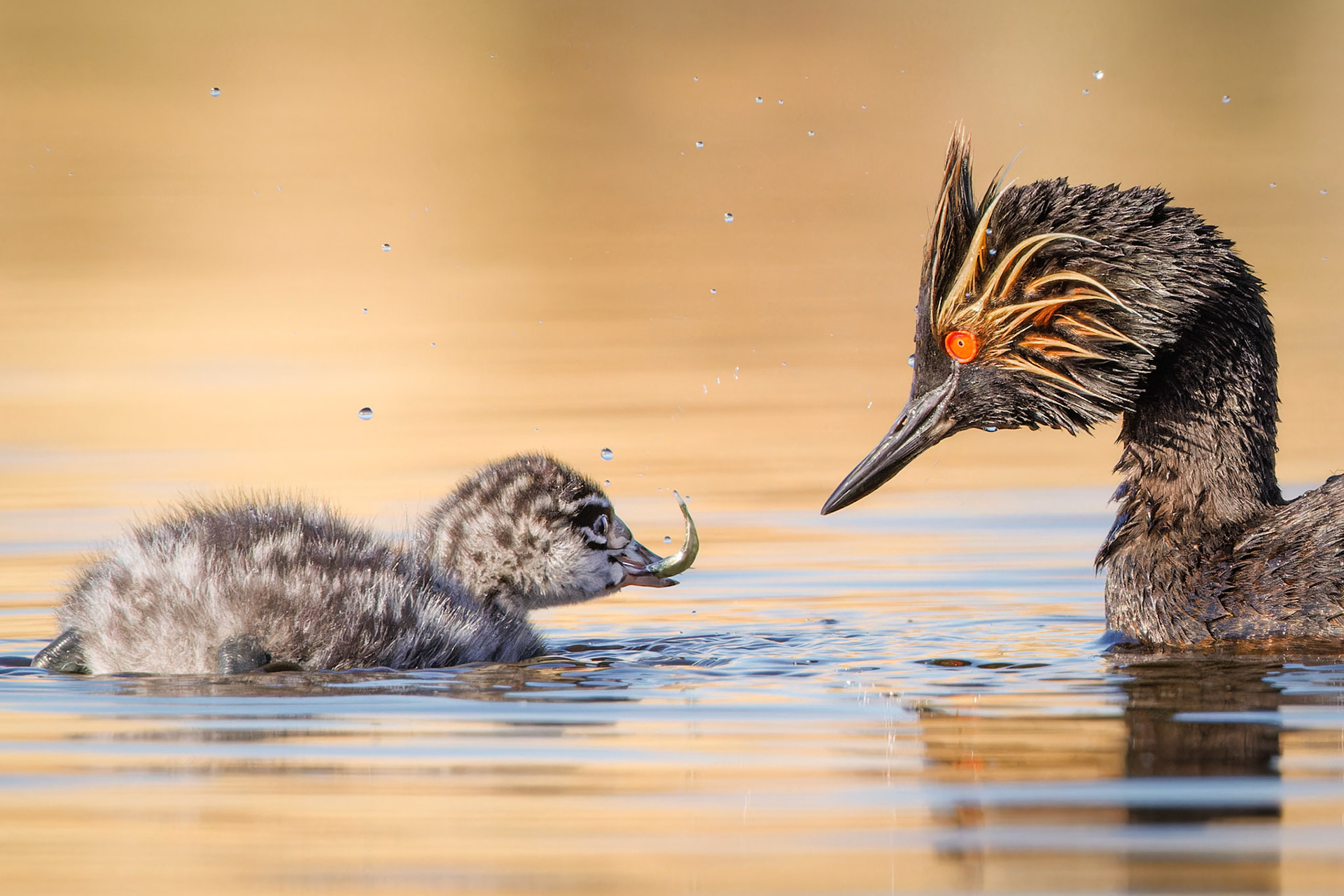 Eared Grebe feeding baby