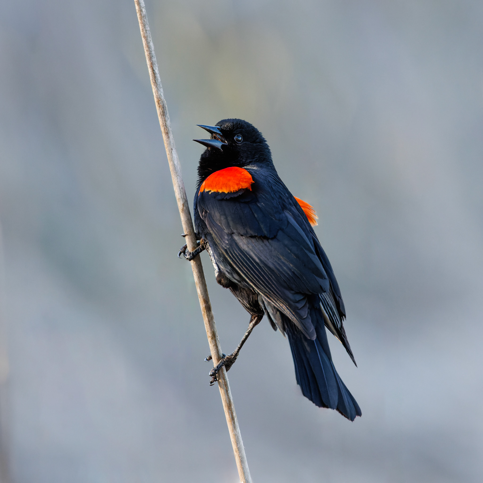 Red-winged Blackbird