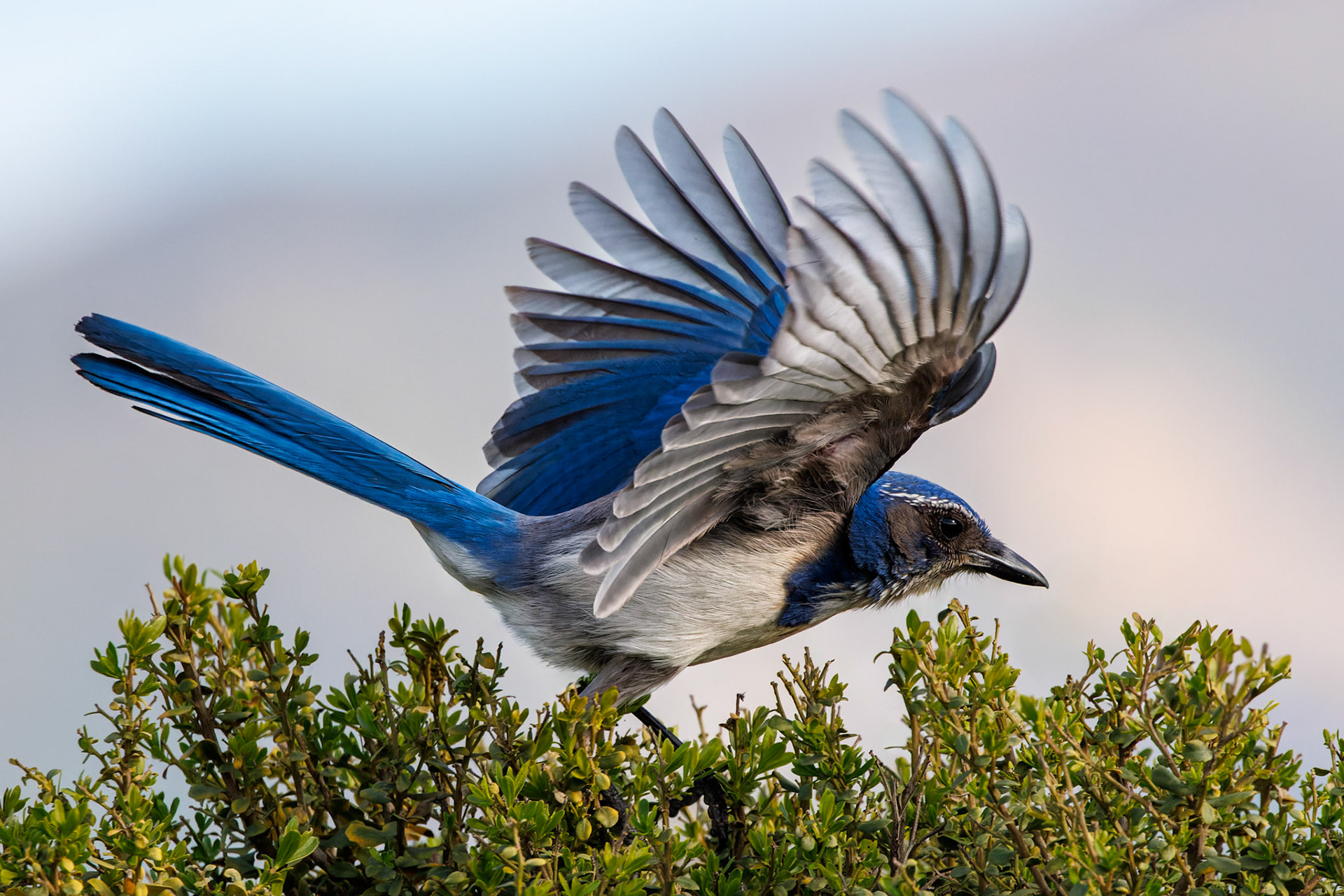 California Scrub Jay