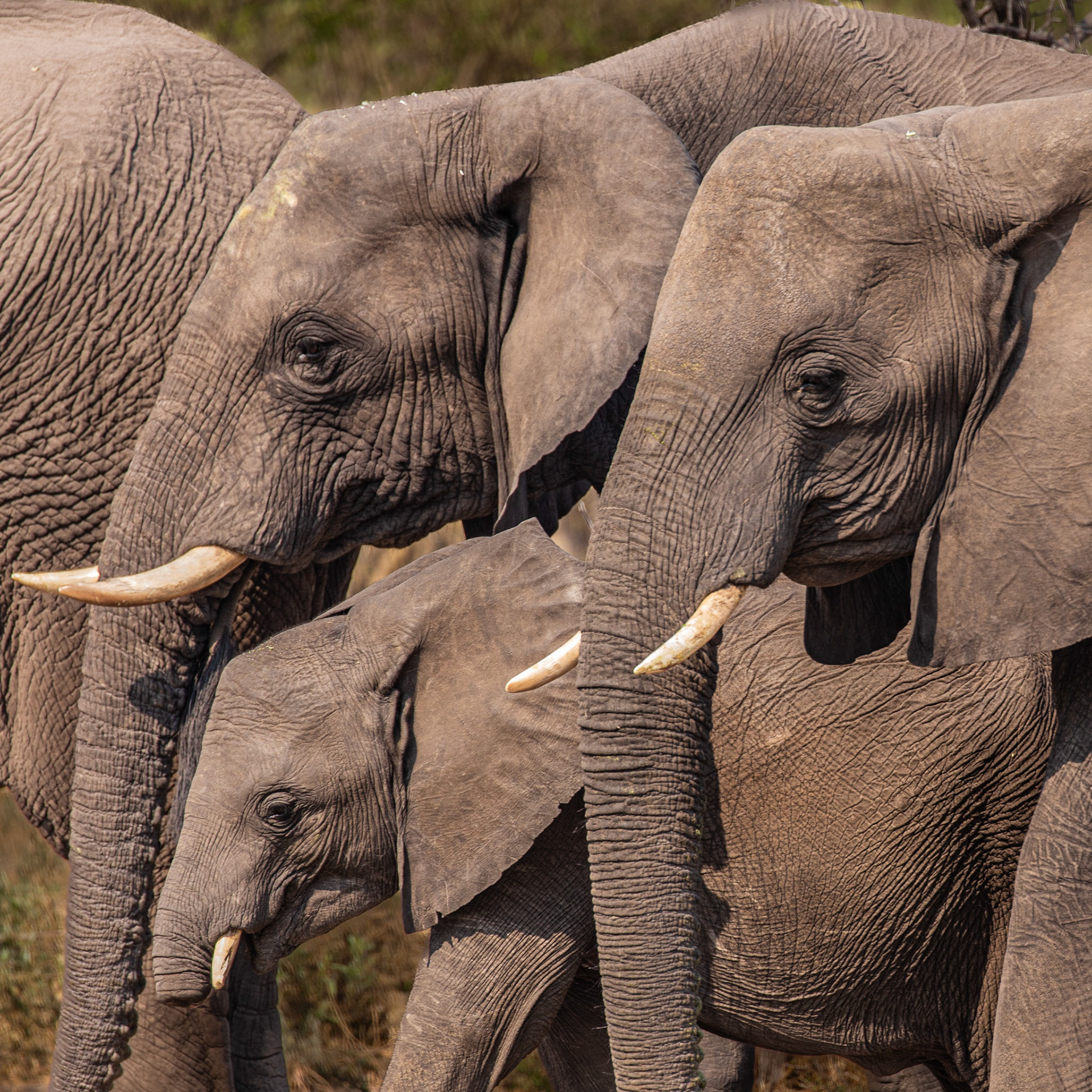 Elephant calf missing its trunk