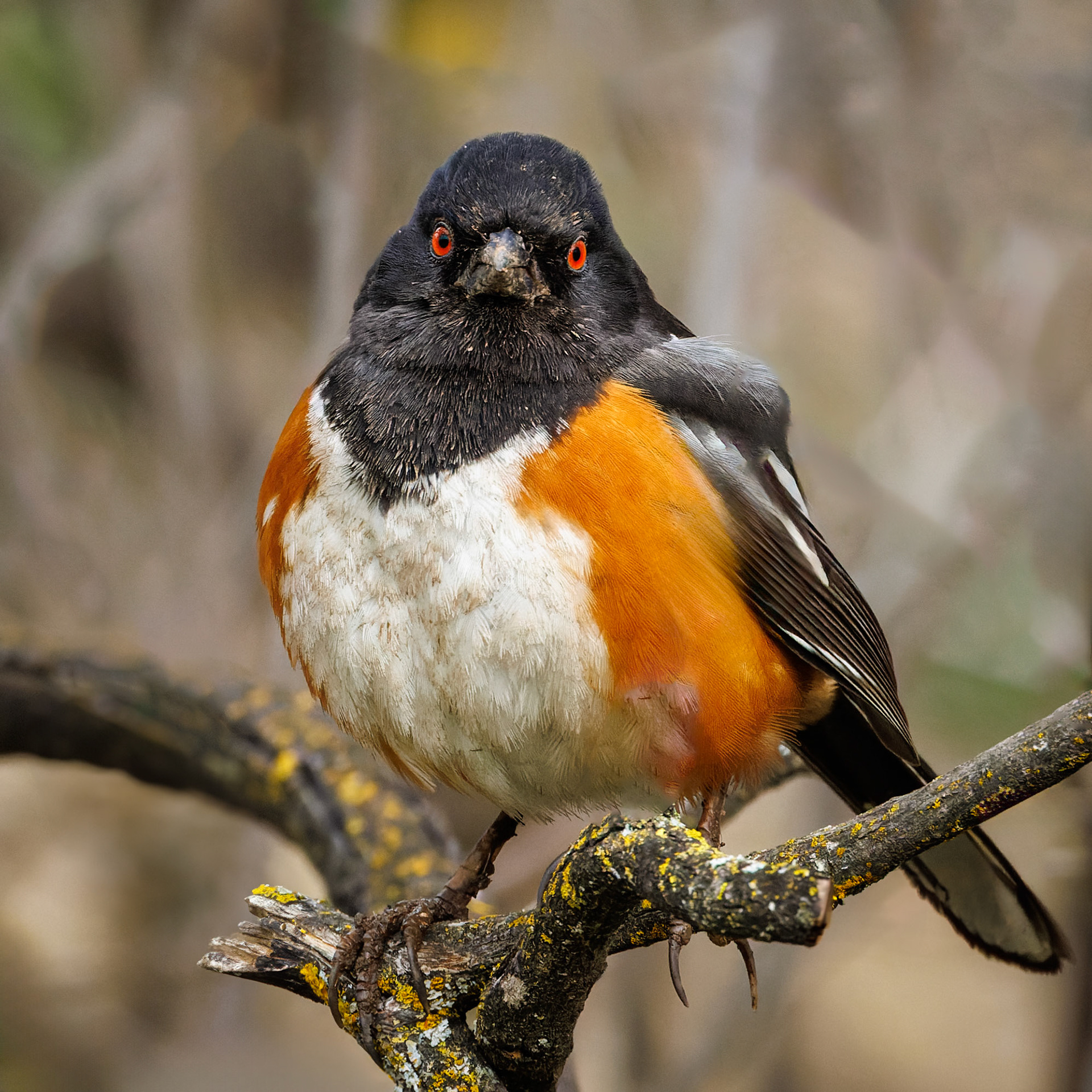 Spotted Towhee