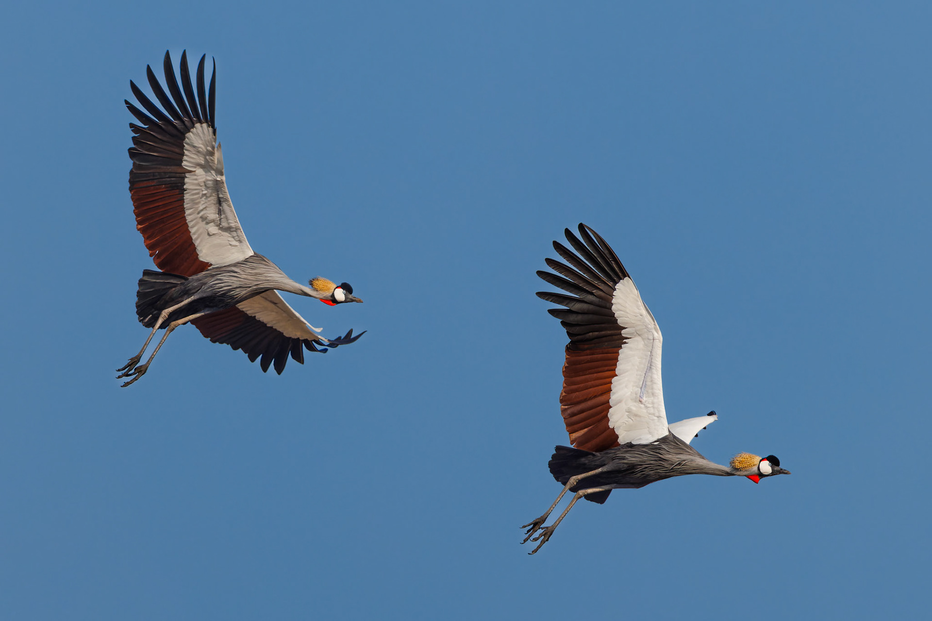 Grey Crowned Crane pair